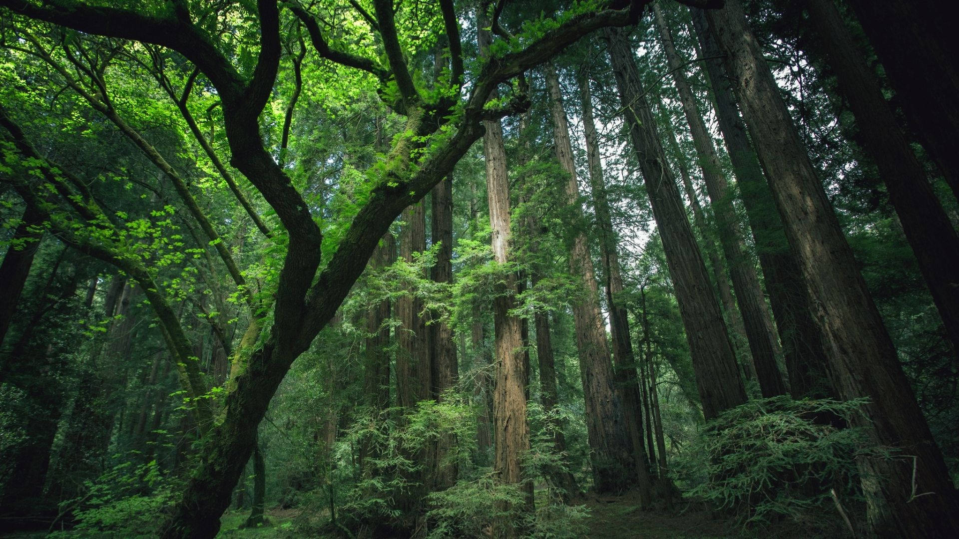 Redwood 桌布 壁紙 — 陽光穿過高聳的紅杉樹，灑落在茂密的綠色森林樹冠上。
