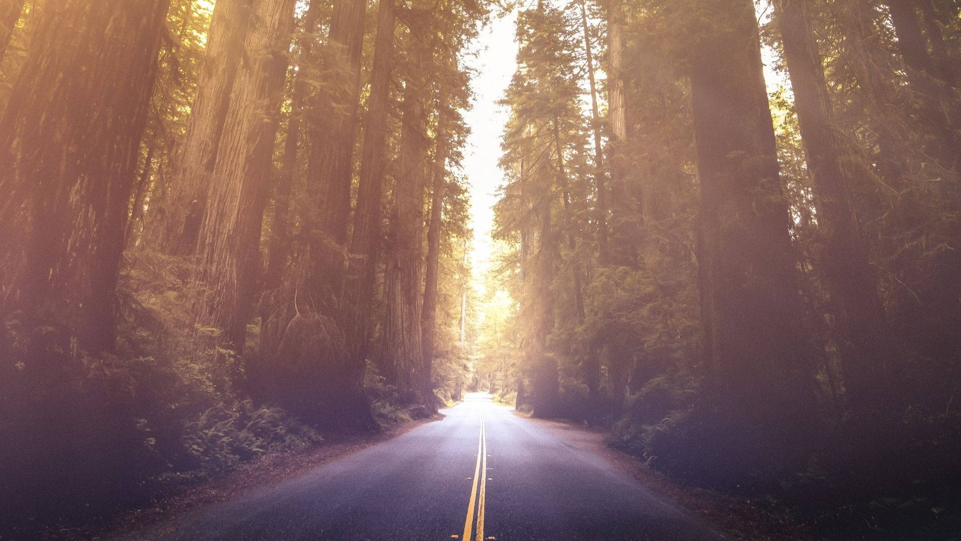 Redwood 桌布 壁紙 — 陽光穿過高聳的紅杉樹，照亮了一條蜿蜒的森林道路，沐浴在金色的溫暖中。