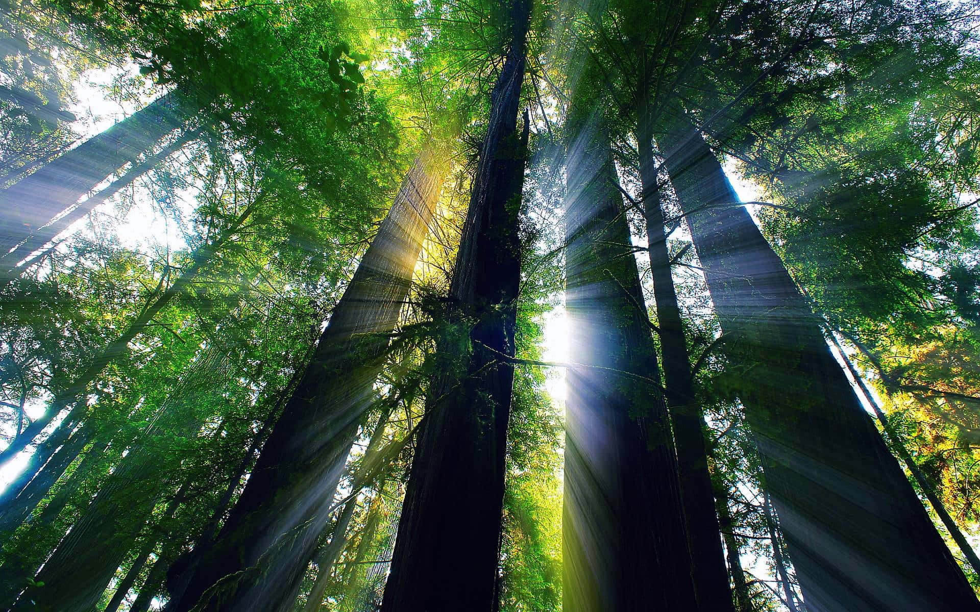 Redwood Trees 桌布 壁紙 — 陽光穿過高聳的綠色樹木，營造出神秘的森林樹冠光芒。