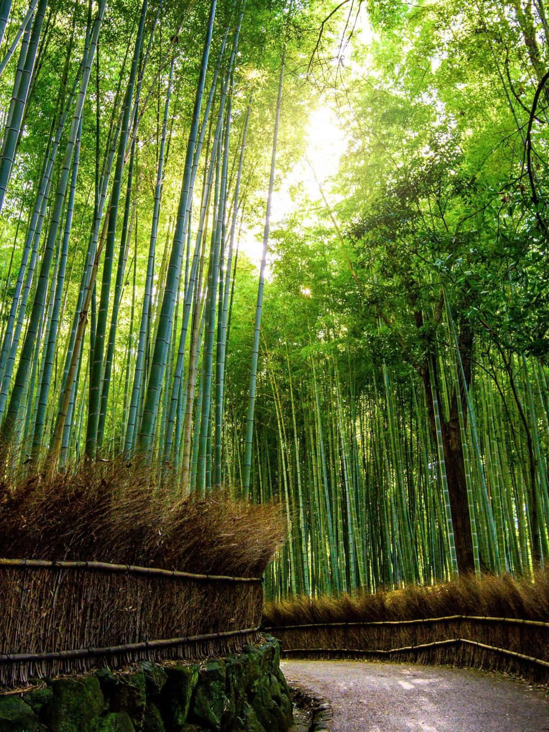 Bamboo Tree 桌布 壁紙 — 陽光穿過高聳的綠色竹莖，在蜿蜒的石徑上投下斑駁的光影。