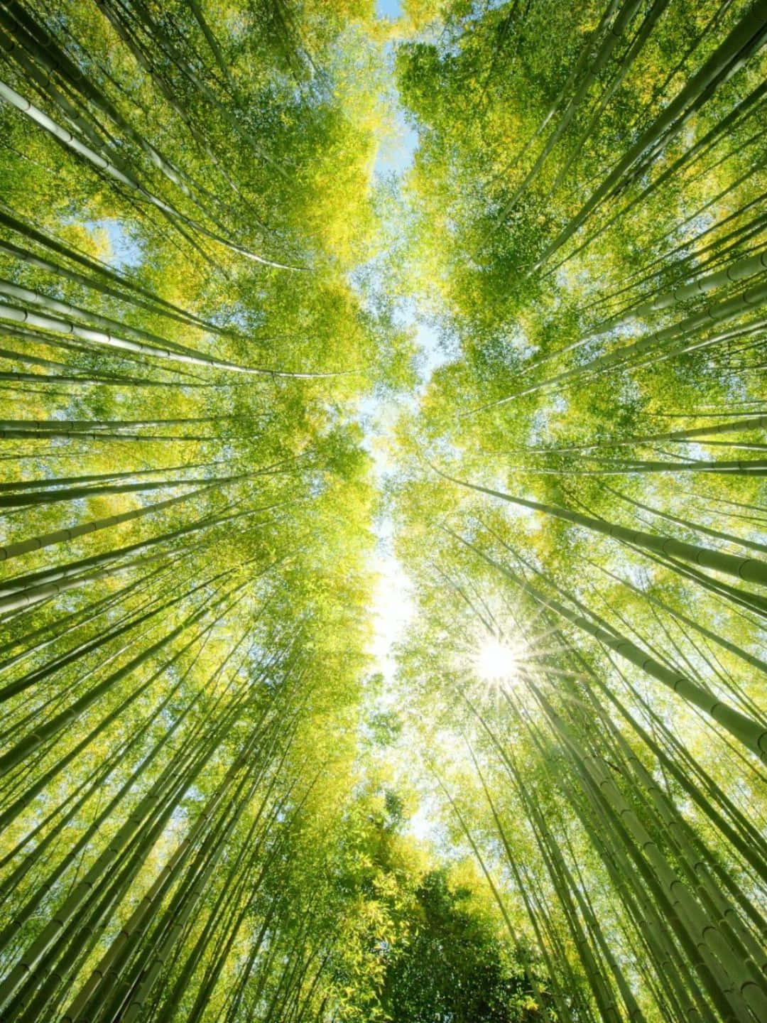Bamboo Tree 桌布 壁紙 — 陽光穿過高聳的綠色竹莖，在頭頂形成燦爛的樹冠。