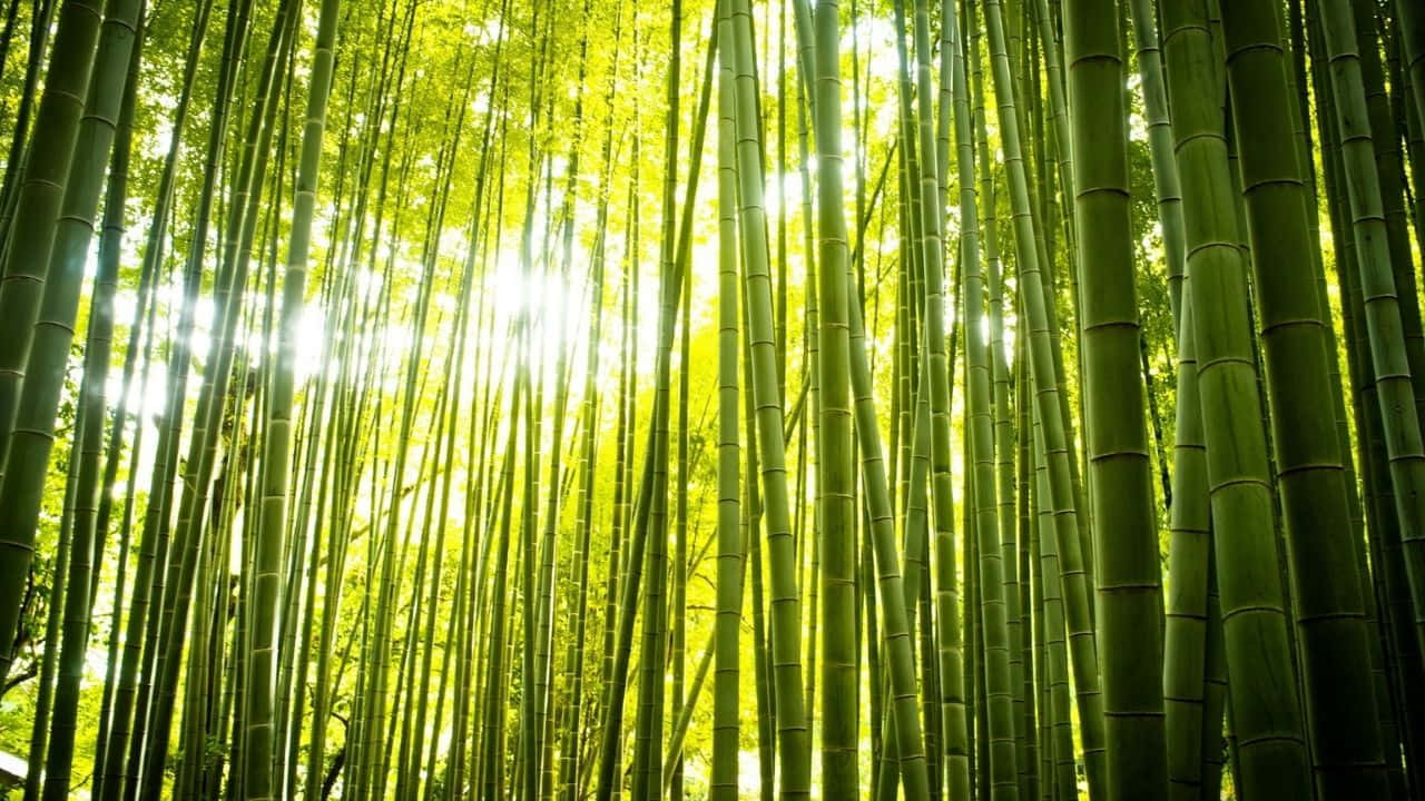 720p Bamboo 桌布 壁紙 — 陽光穿過高聳的綠色竹莖，營造出寧靜的森林樹冠光暈。