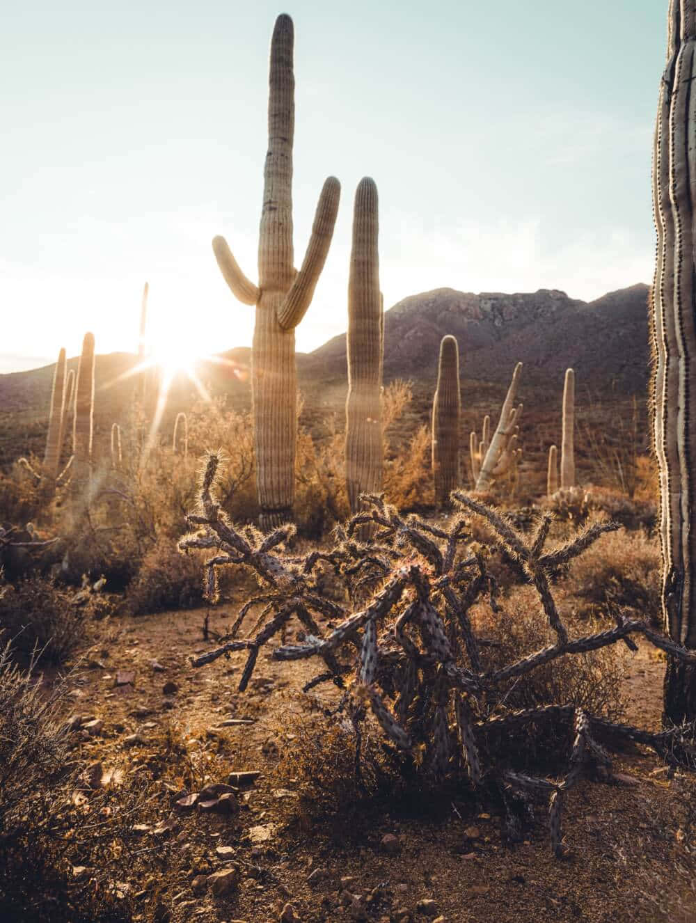 Arizona 桌布 壁紙 — 陽光穿過高聳的薩瓜羅仙人掌，照耀在金色沙漠景觀中，遠山依稀可見。