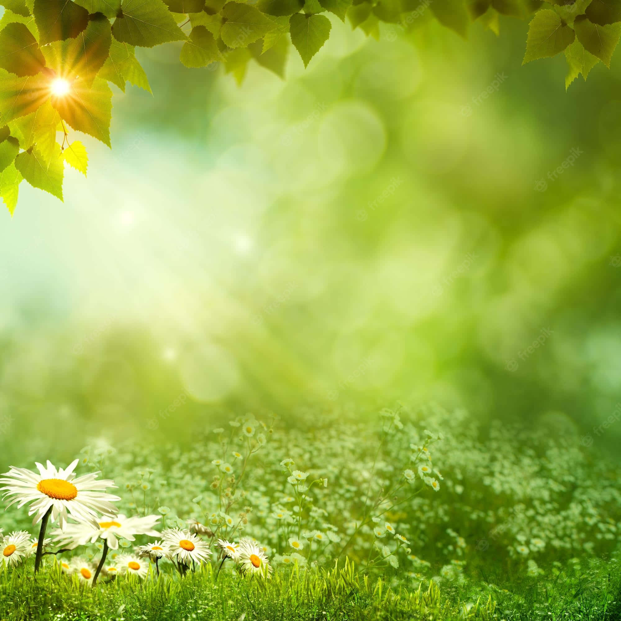 Spring Nature 桌布 壁紙 — 陽光穿過鮮綠色的樹葉，灑在雛菊和草地上，營造出柔和發光的散景效果。