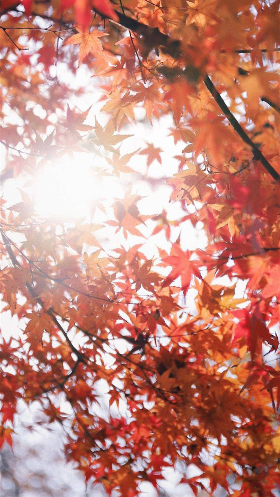 Fall 桌布 壁紙 — 陽光穿過鮮豔的橙色和紅色楓葉，營造出溫暖發光的秋天樹冠。