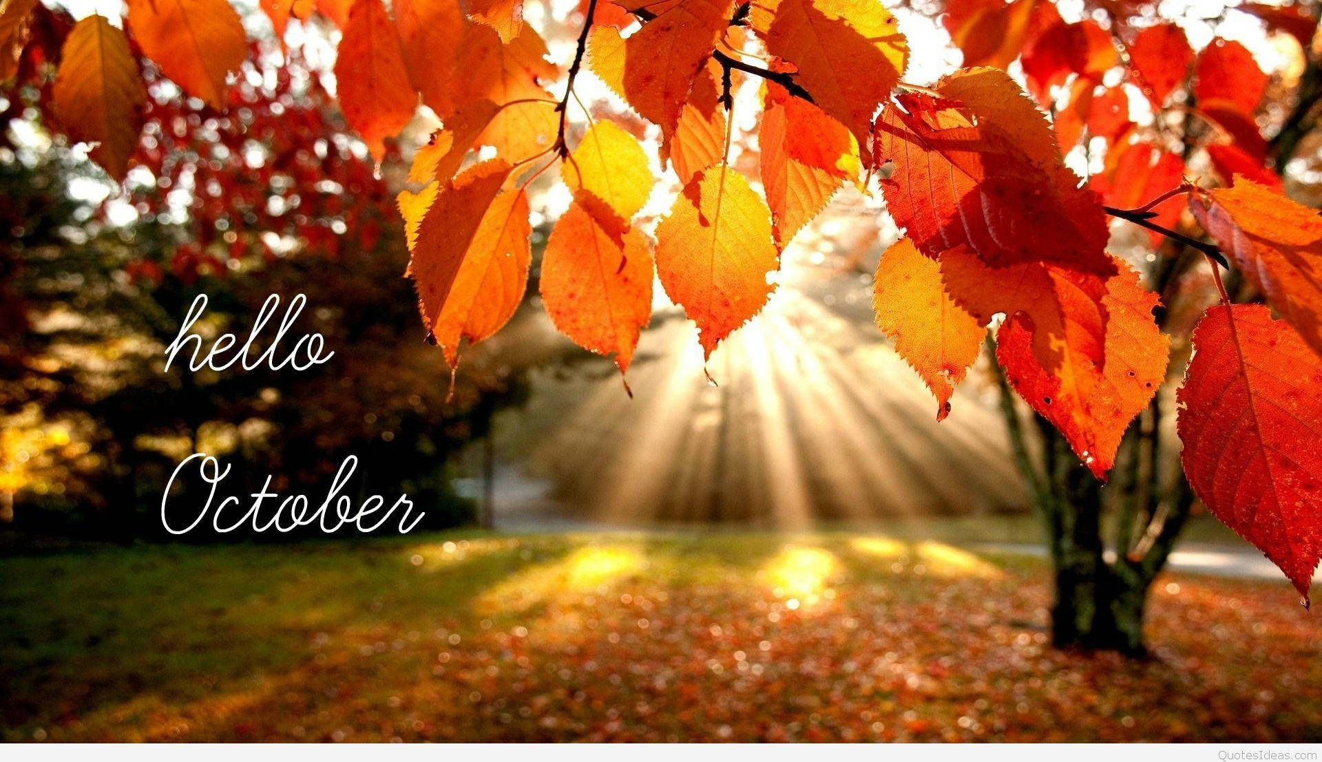 Cute October 桌布 壁紙 — 陽光穿過鮮豔的橙色和紅色秋葉，在草地公園背景上帶有「hello October」文字。
