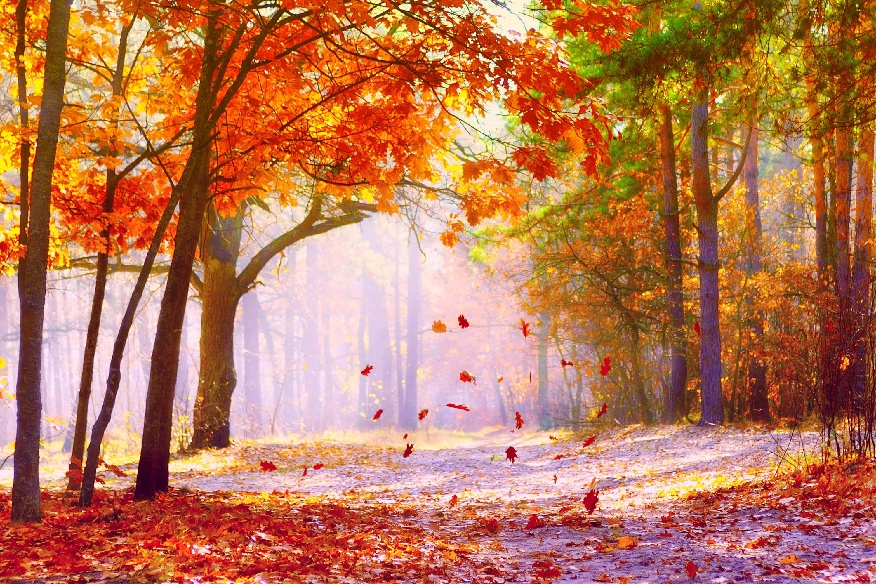Fallen Leaves 桌布 壁紙 — 陽光穿過鮮豔的橙色和紅色秋葉，飄落在鋪滿落葉的森林小徑上。