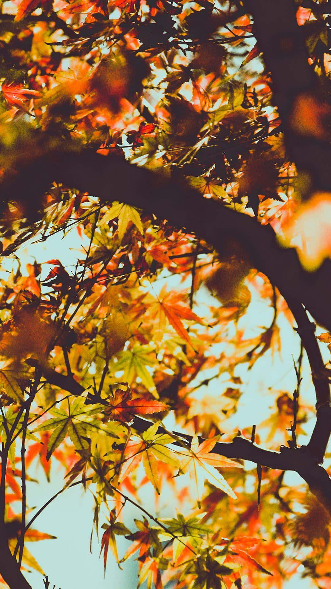 Colorful Trees 桌布 壁紙 — 陽光穿過鮮豔的橙色和黃色楓葉，映襯著柔和的藍天。