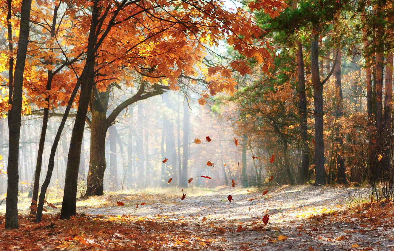 Beautiful Forest 桌布 壁紙 — 陽光穿過鮮豔的橙色楓樹，秋葉飄落在霧氣瀰漫的森林小徑上。