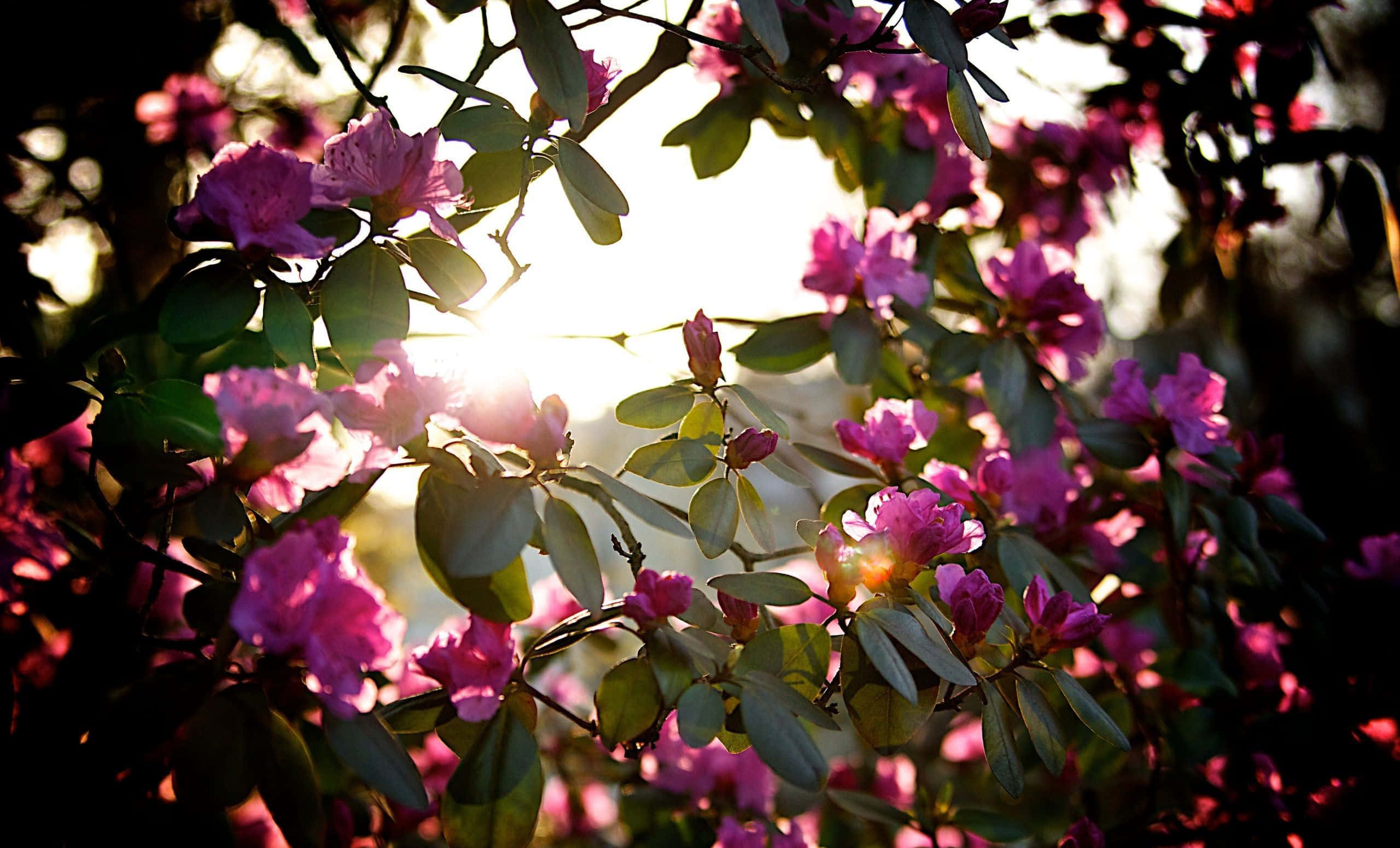 Spring Sunshine 桌布 壁紙 — 陽光穿過鮮豔的粉紅色花朵和綠葉，形成一個發光的自然框架。