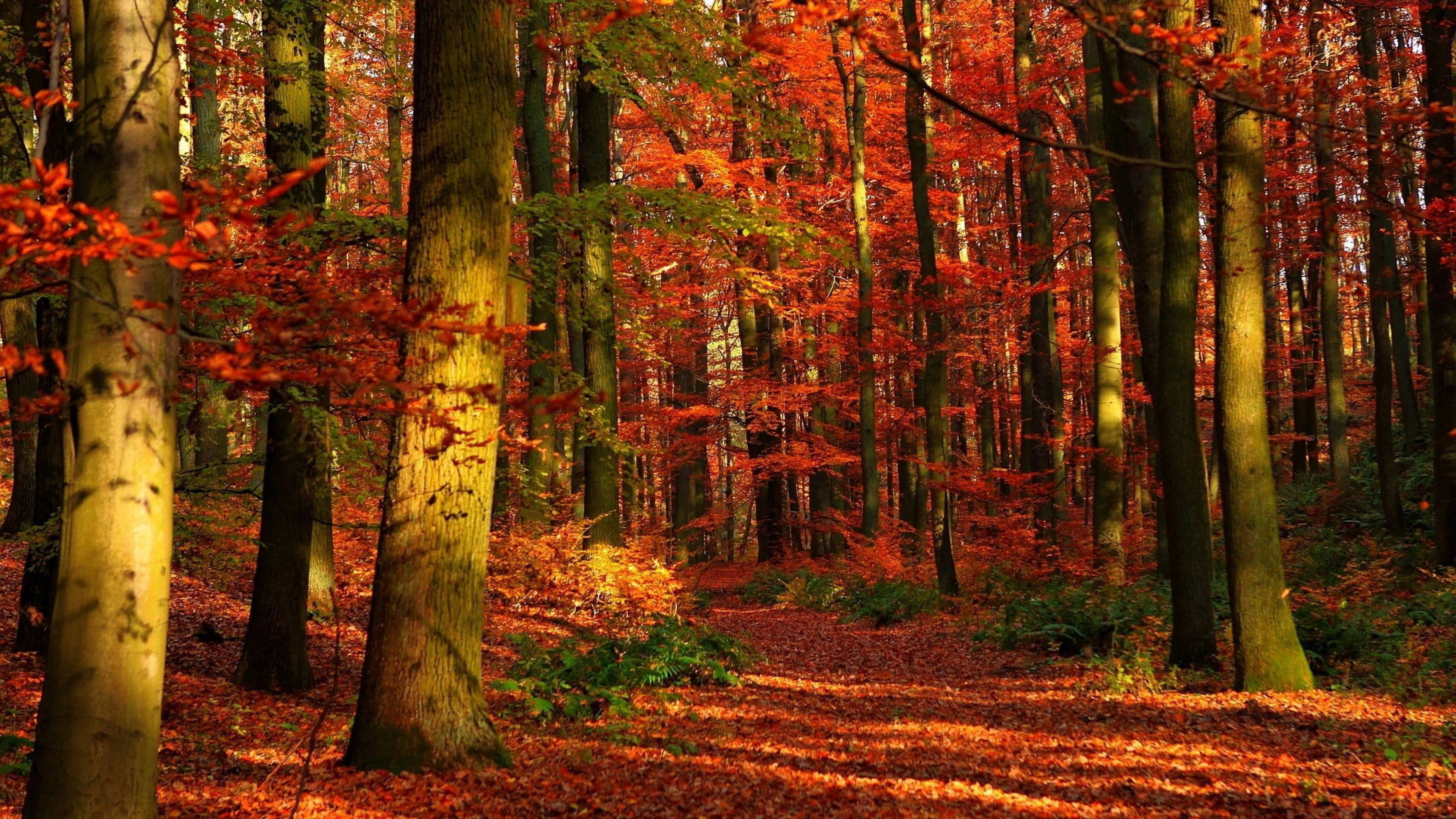 風景 桌布 壁紙 — 陽光穿過鮮豔的紅色和橙色秋葉，灑落在寧靜的森林地面上。