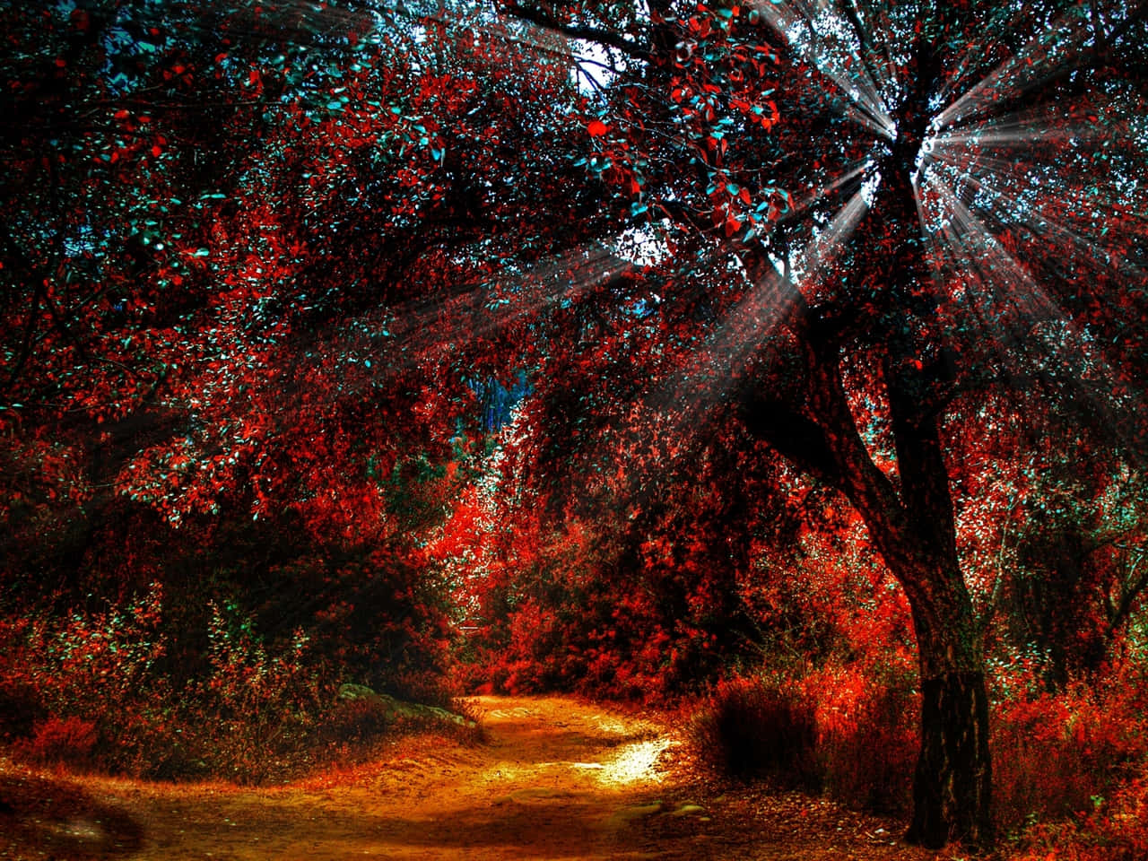 Tumblr Autumn Desktop 桌布 壁紙 — 陽光穿過鮮豔的紅色和藍綠色秋葉，照射在一條蜿蜒的森林小徑上。