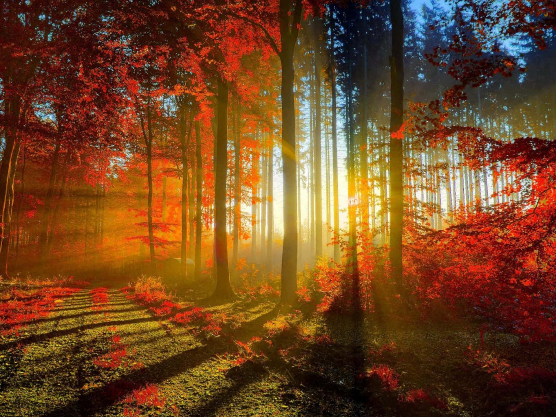 Fall Scenes 桌布 壁紙 — 陽光穿過鮮豔的紅色秋樹，將金色光線投射在霧氣瀰漫的森林地面上。