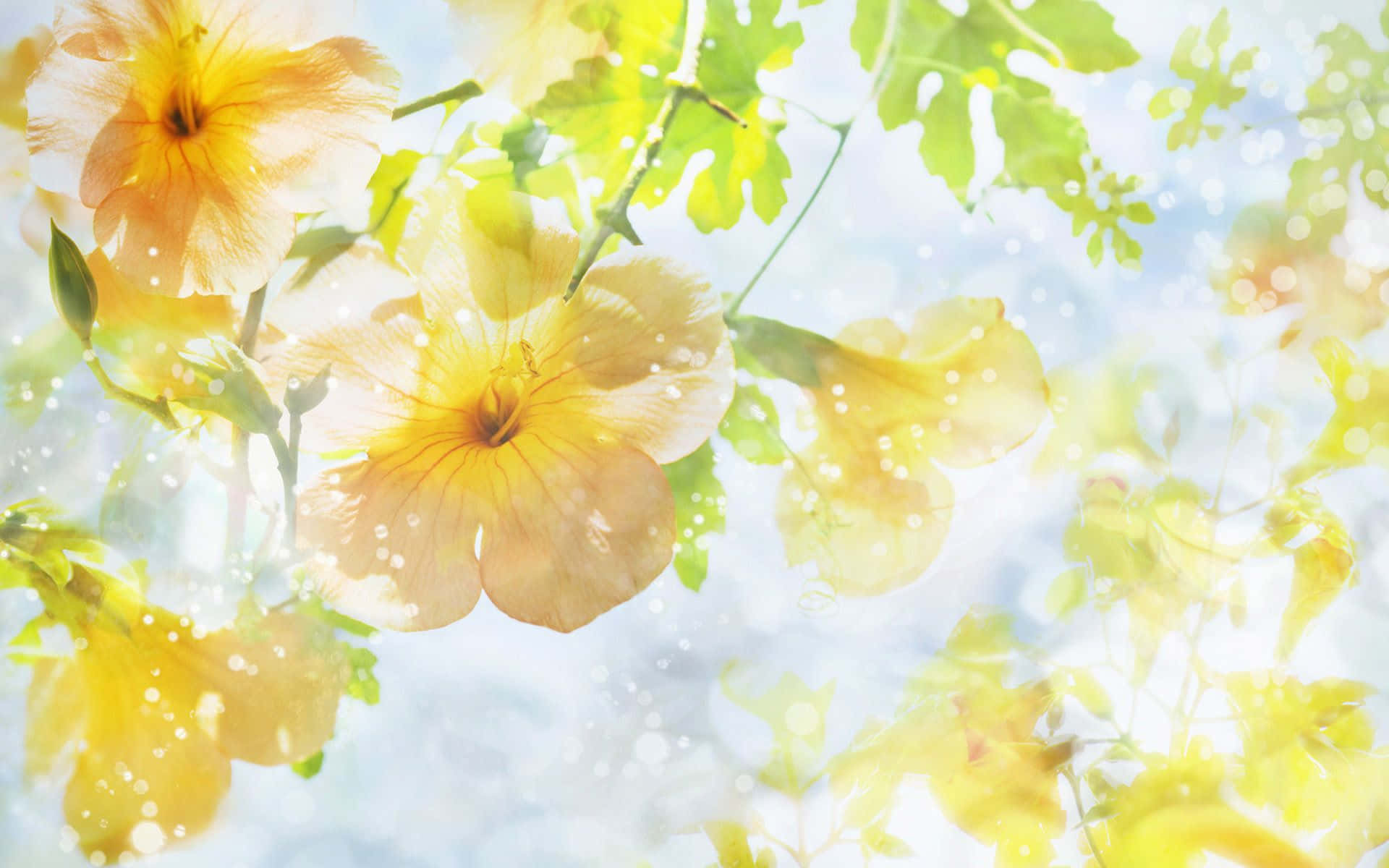 Spring Sunshine 桌布 壁紙 — 陽光穿過鮮豔的黃色花朵和綠葉，營造出帶有閃爍顆粒的夢幻散景效果。