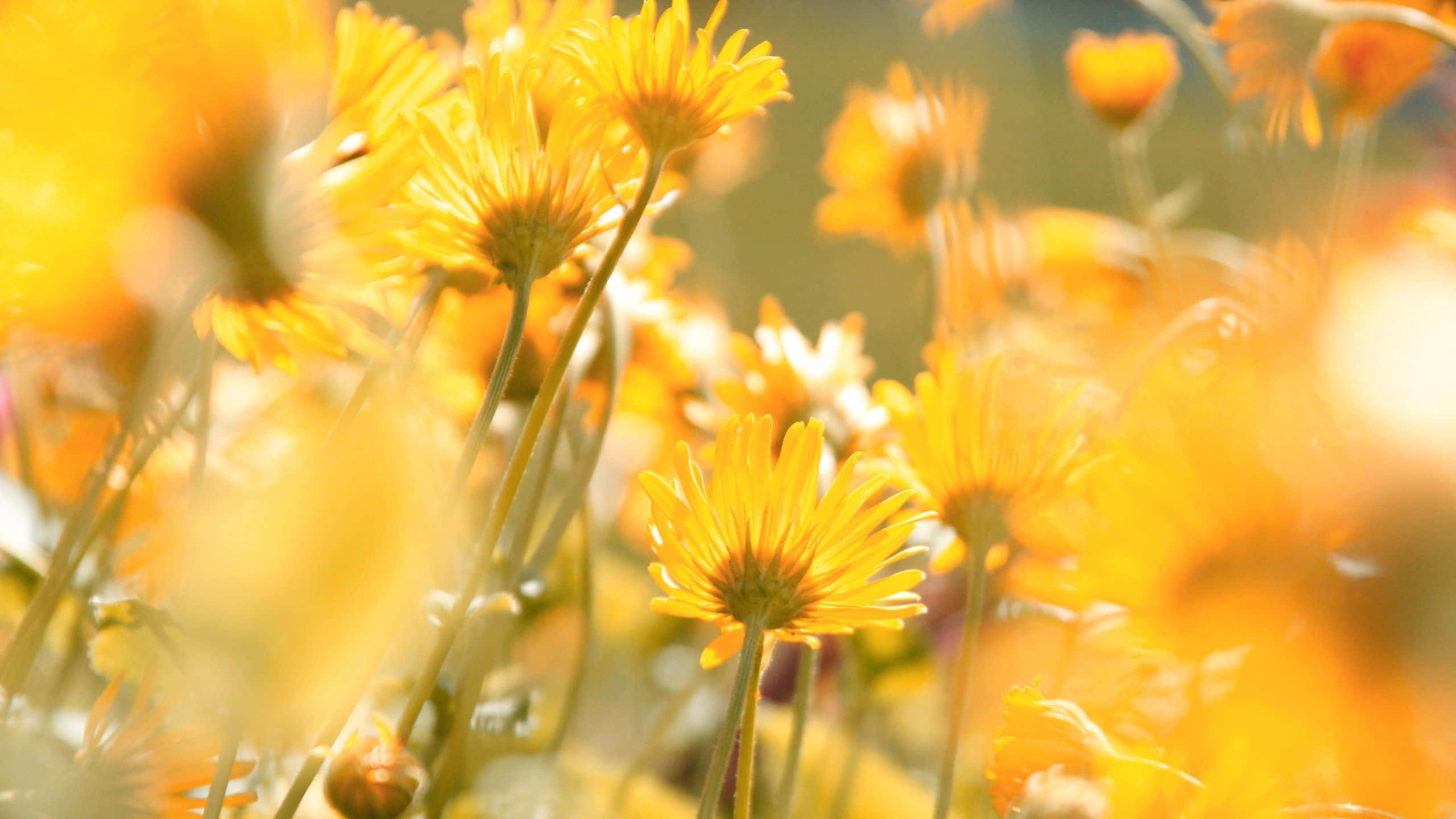 Yellow Aesthetic Flower Desktop 桌布 壁紙 — 陽光穿過鮮豔的黃色雛菊，在柔和焦點的田野中閃耀，沐浴在金色的溫暖中。