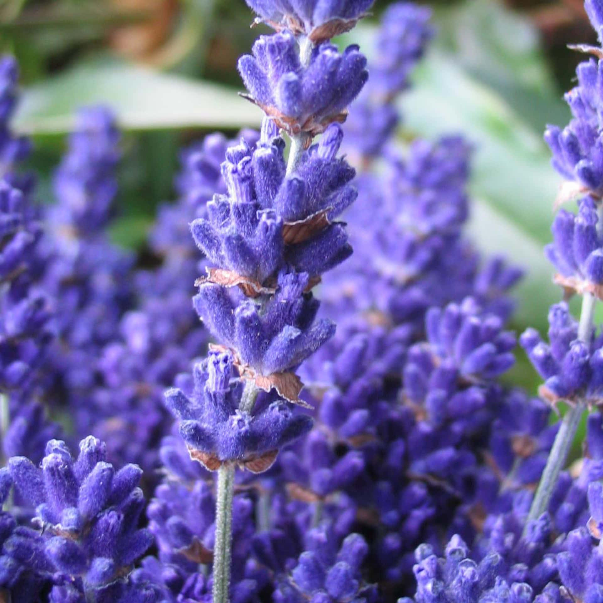 Lavender Blue 桌布 壁紙 — 陽光花園中鮮豔紫色薰衣草花朵與柔軟綠色葉片的特寫。