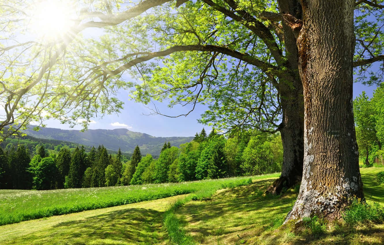 Beautiful Forest 桌布 壁紙 — 陽光透過一棵巨大樹木的鮮綠葉片灑落，在長滿青草的山丘上投下斑駁的陰影，遠處是森林覆蓋的山脈，天空清澈湛藍。