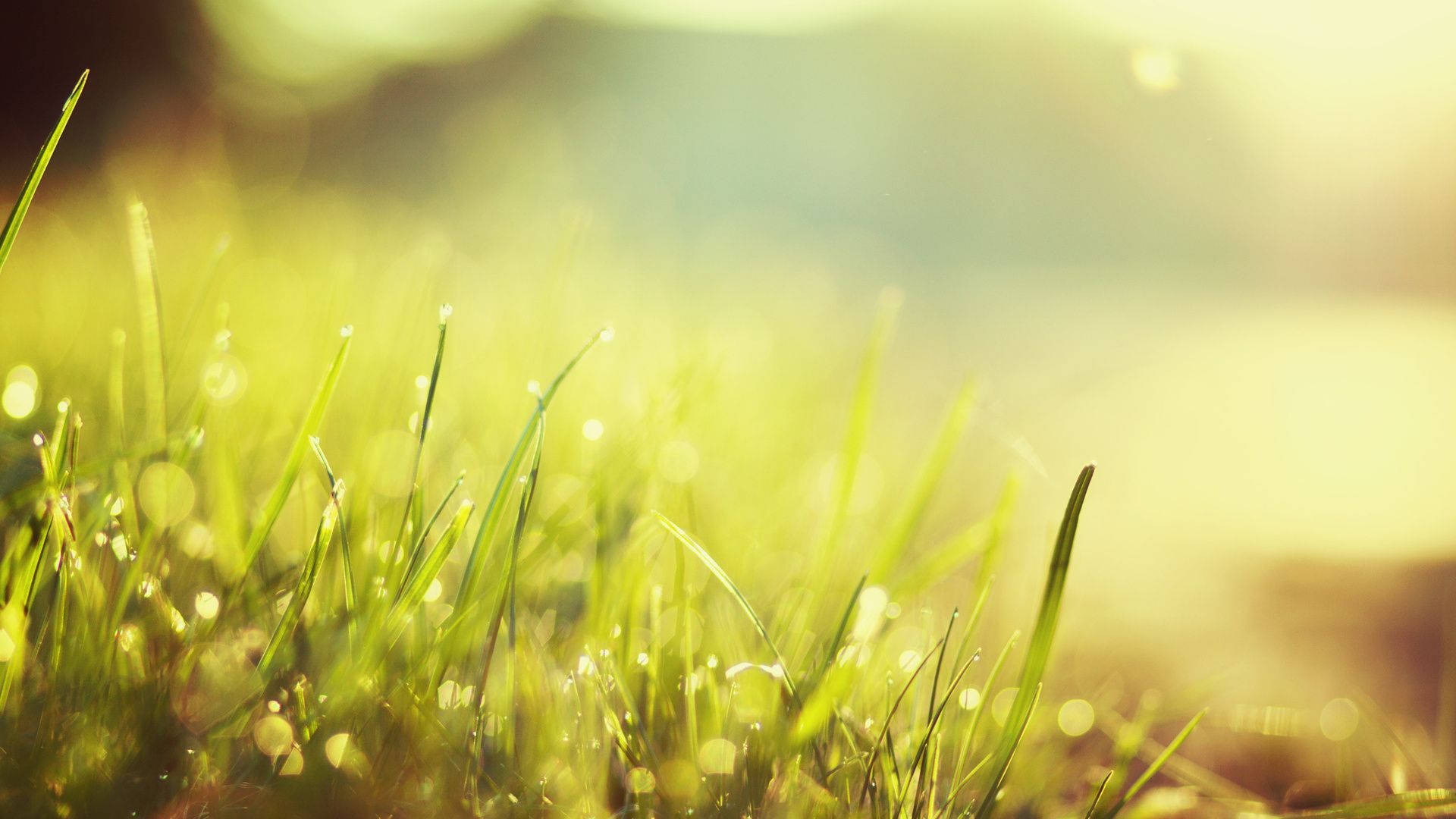 Grass 桌布 壁紙 — 陽光透過淺景深中充滿活力的綠色草葉上的露珠閃爍。