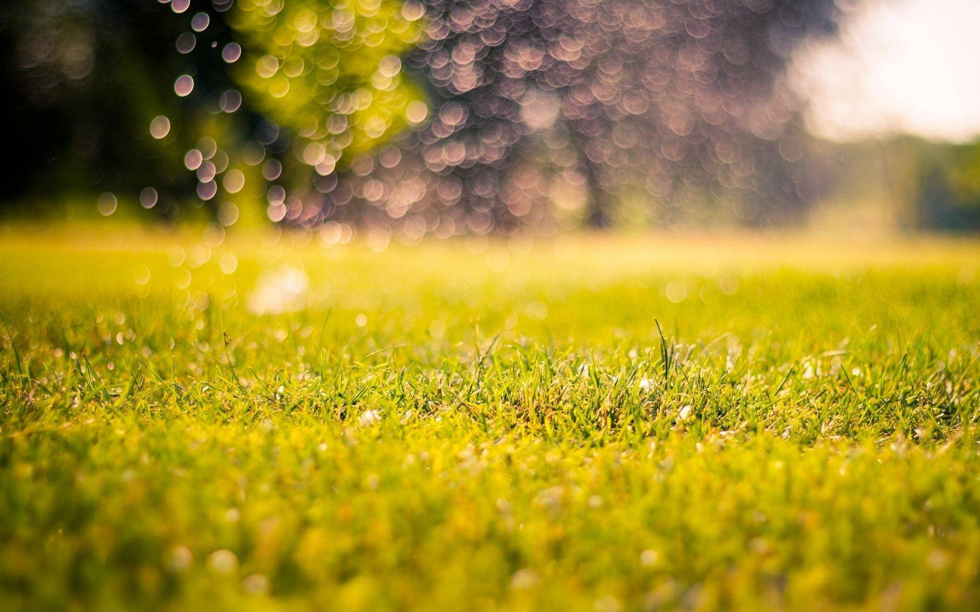 Nature Blur 桌布 壁紙 — 陽光透過翠綠草葉上的露珠閃爍，背景是柔和模糊的森林。
