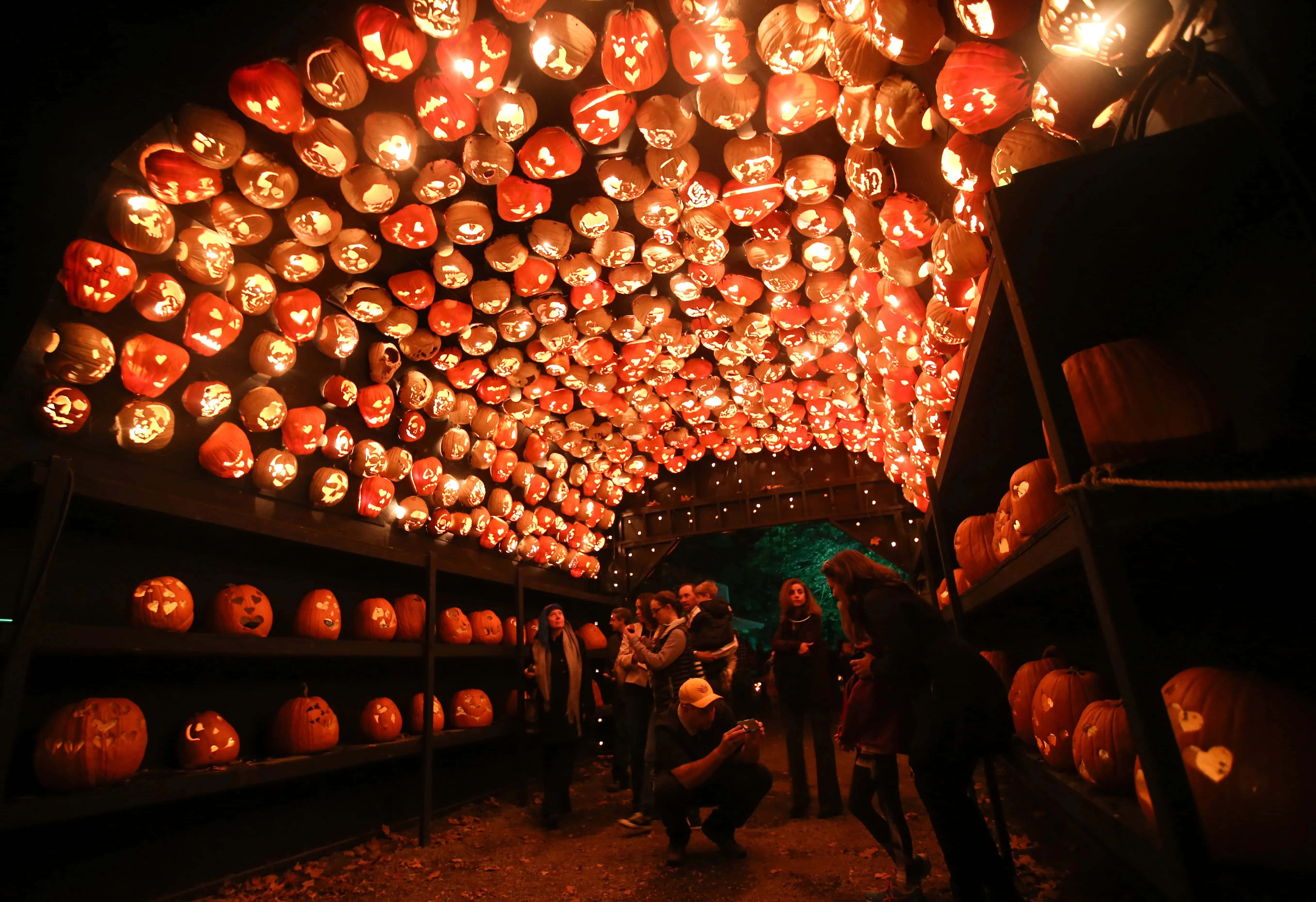 Jack O Lantern 桌布 壁紙 — 隧道天花板和架子上有數千個雕刻的南瓜燈閃閃發光，夜間照亮下方的遊客。