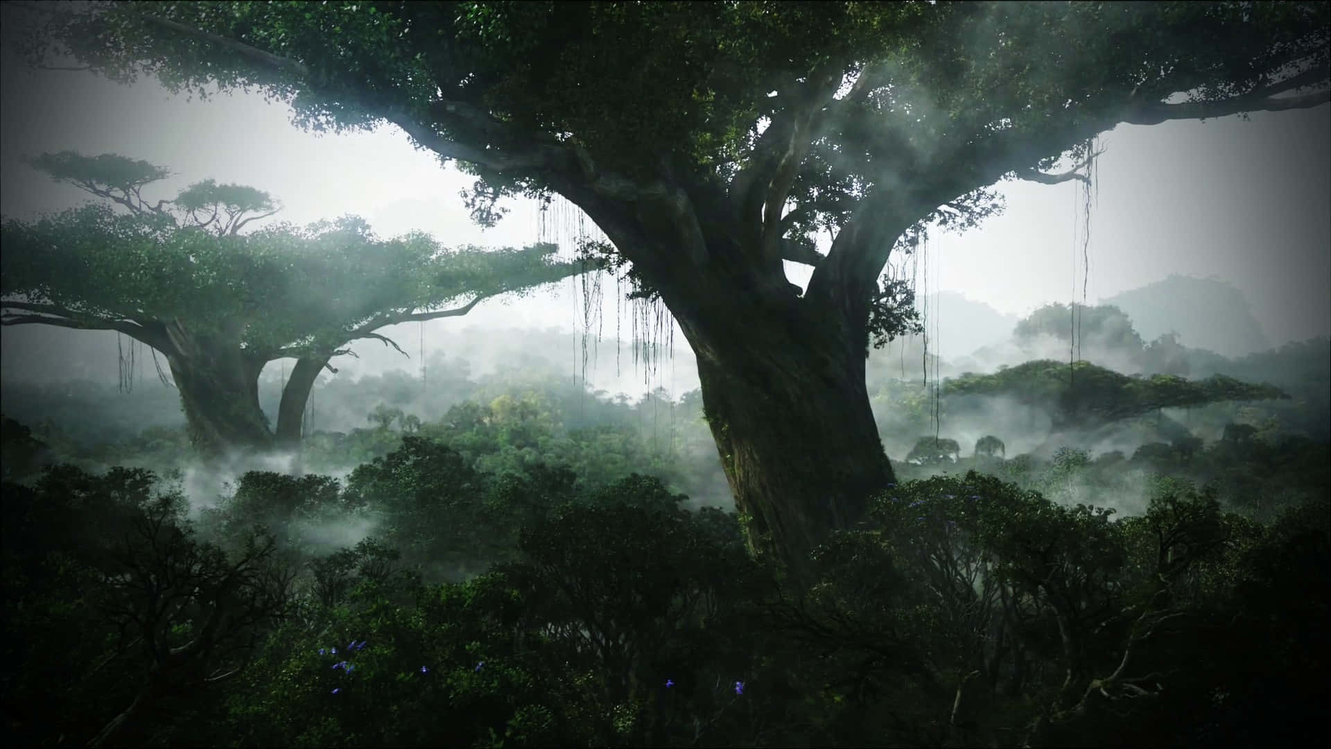 Forest Tree 桌布 壁紙 — 雄偉的古樹從霧氣瀰漫的叢林地面升起，陽光穿過茂密的樹冠灑落。