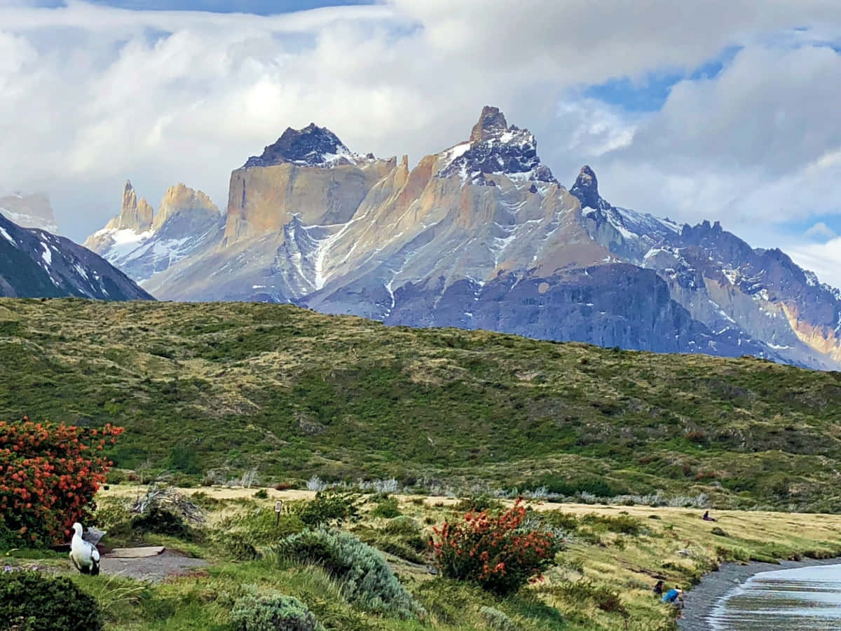 山景 桌布 壁紙 — 雄偉的山脈，山頂積雪，聳立在長滿青草的山谷後面，山谷中一隻白色的鳥站在紅色的開花灌木旁。