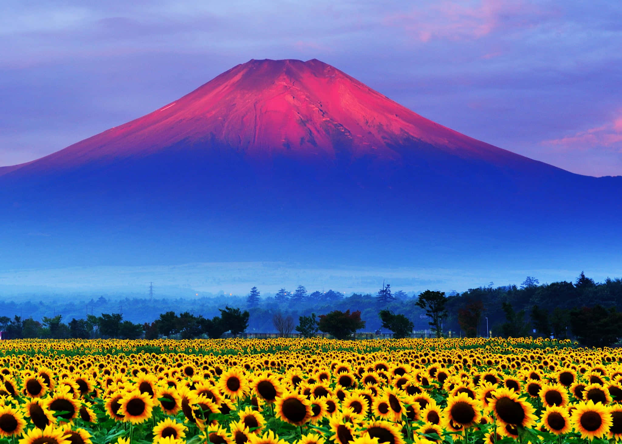 Sunflowers 桌布 壁紙 — 雄偉的雪山頂在黎明時分閃耀著粉紅色和紫色，下方是廣闊的金色向日葵田。