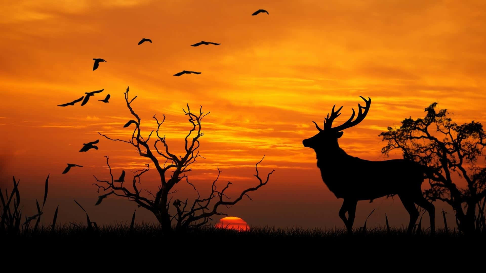 Deer Desktop 桌布 壁紙 — 雄偉的鹿和飛鳥在火熱的橙色日落天空下的剪影。