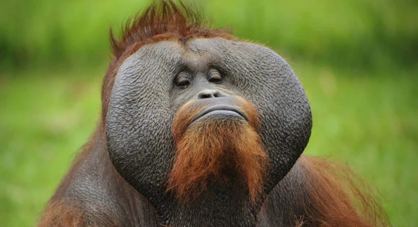Monkey Funny 桌布 壁紙 — 雄性猩猩的特寫，具有突出的喉囊和紅褐色毛髮，背景為模糊的綠色。