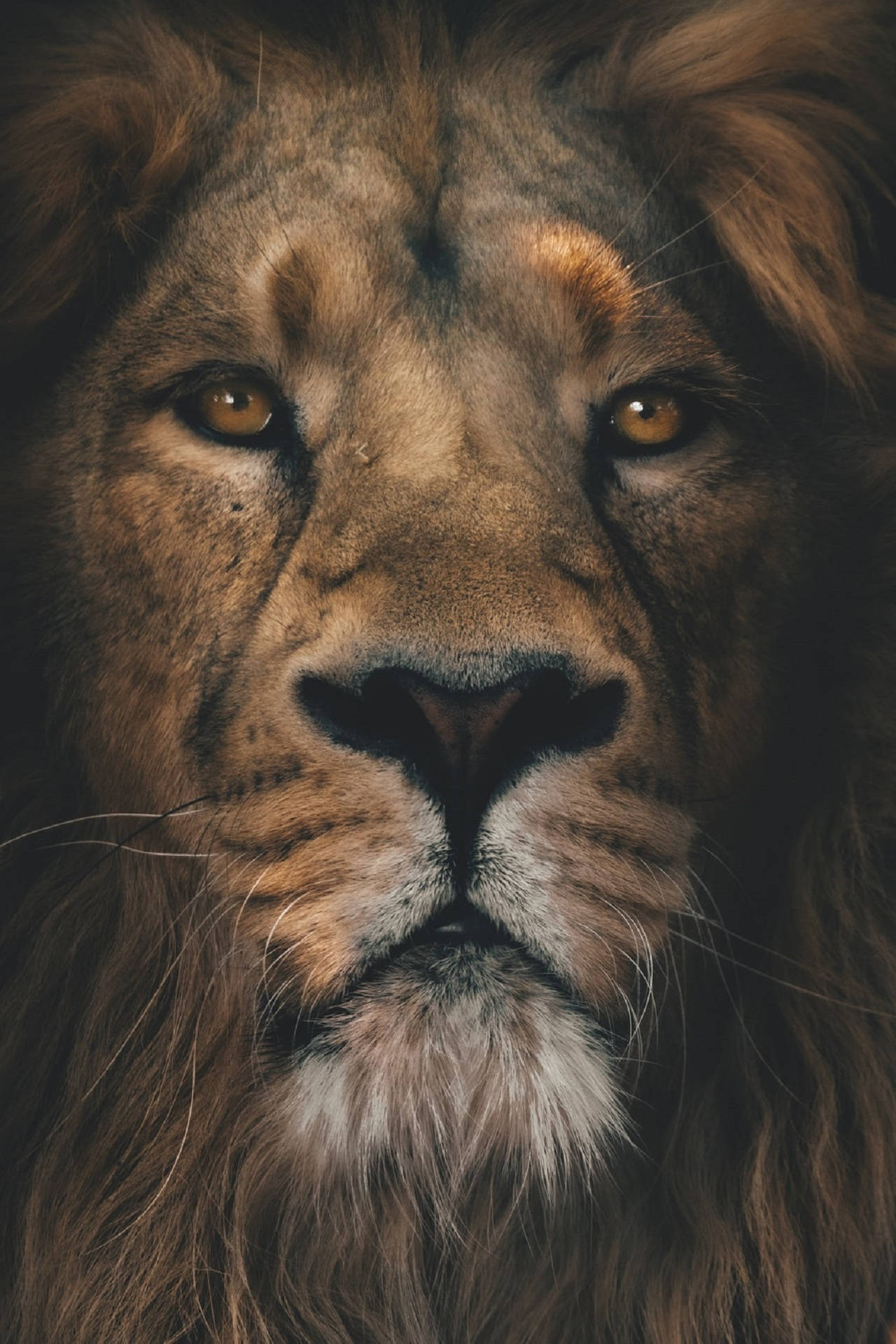 Lion Head 桌布 壁紙 — 雄性獅子臉部的特寫，帶有強烈的金色眼睛和濃密的鬃毛，以深色背景襯托。