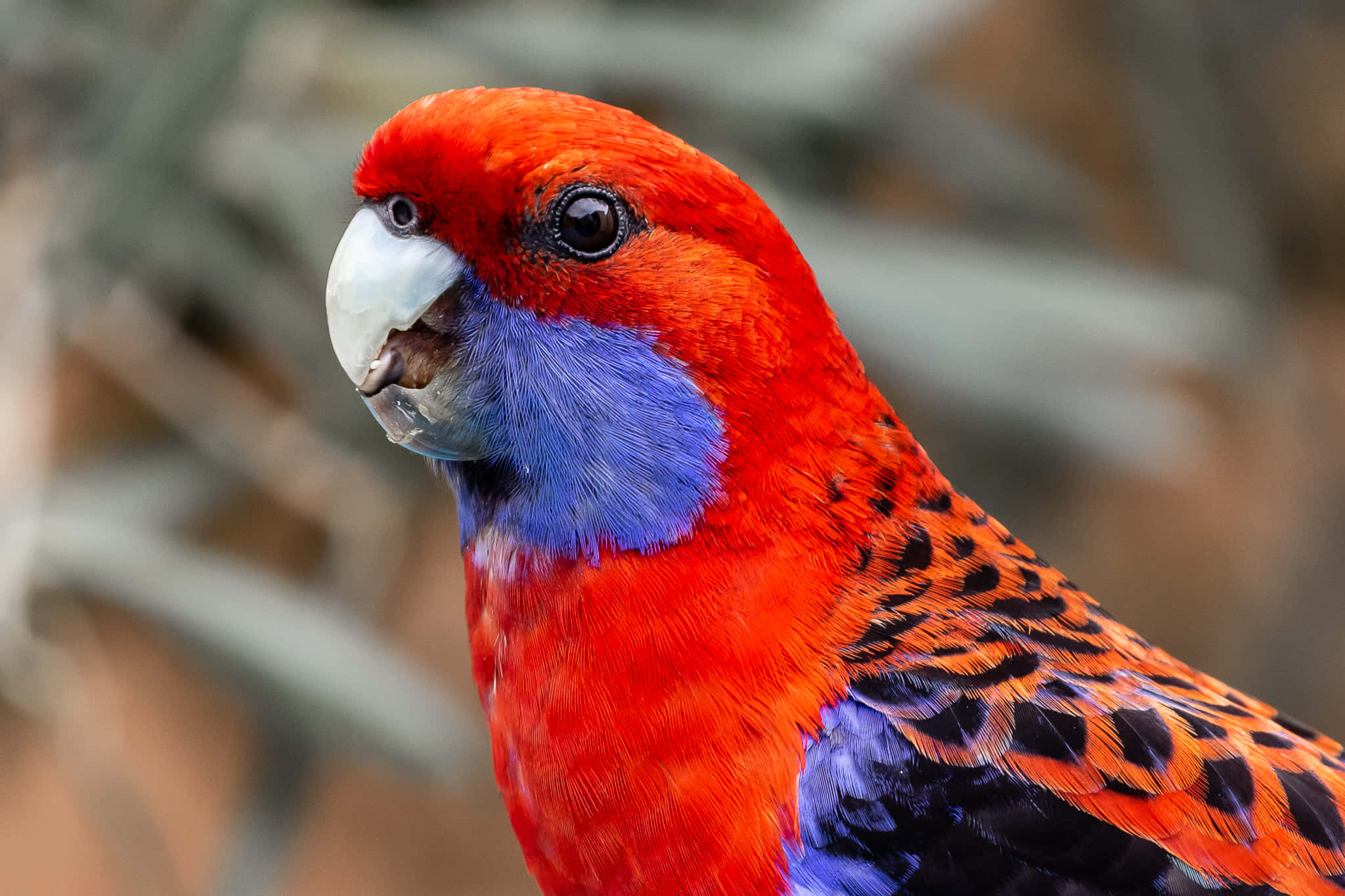 parrot 桌布 壁紙 — 雄性玫瑰鸚鵡的特寫，頭部火紅，喉嚨藍色，翅膀帶有橙黑色圖案。