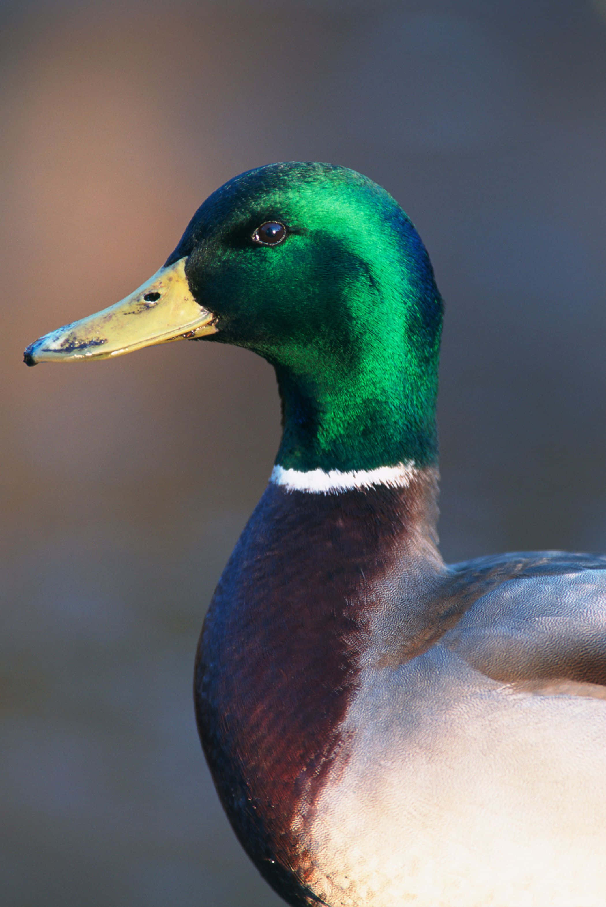 Mallard Duck 桌布 壁紙 — 雄性綠頭鴨的特寫，帶有虹彩綠色頭部和黃色喙，背景柔和模糊。