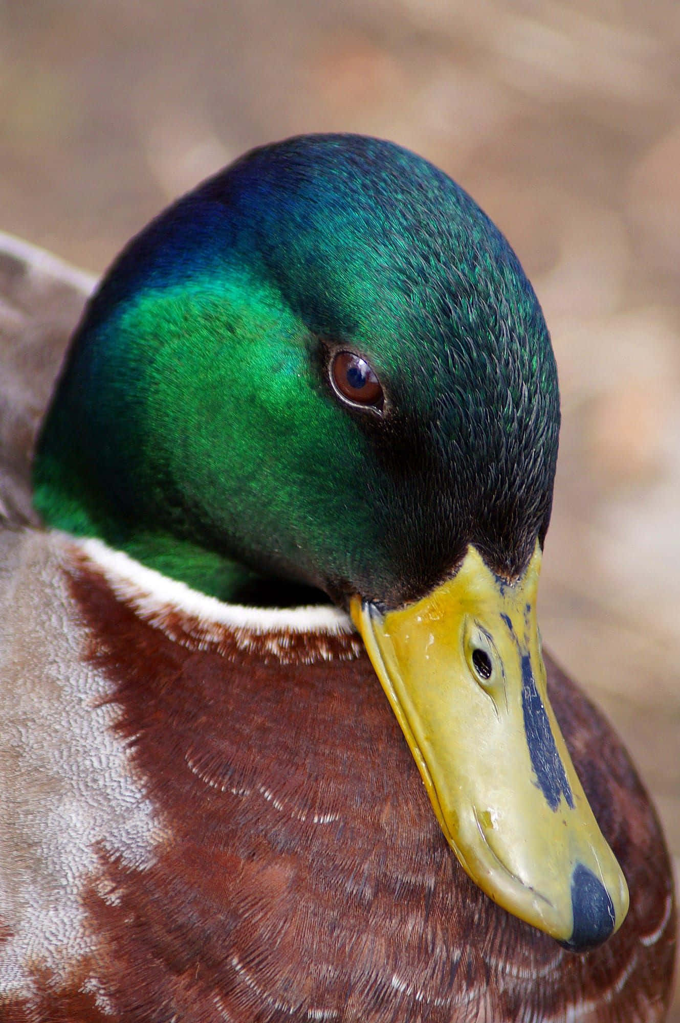 Mallard Duck 桌布 壁紙 — 雄性綠頭鴨的特寫，帶有虹彩綠色頭部和黃色喙。