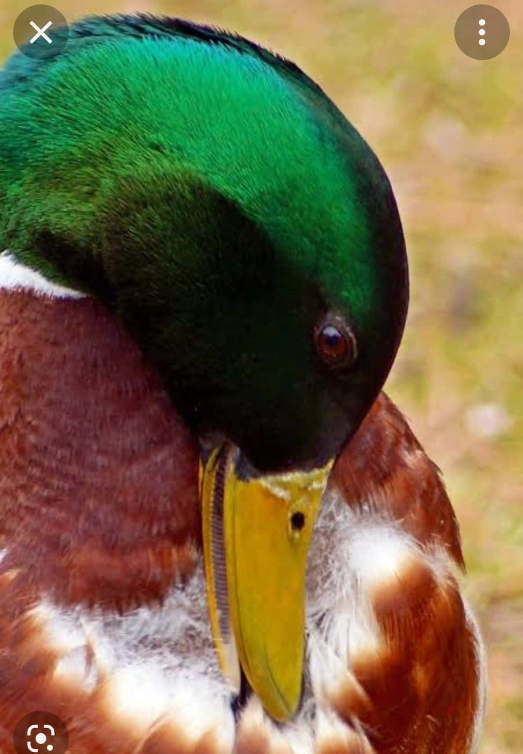 Mallard Duck 桌布 壁紙 — 雄性綠頭鴨的特寫，擁有虹彩綠色頭部和黃色喙，正在整理胸部羽毛。