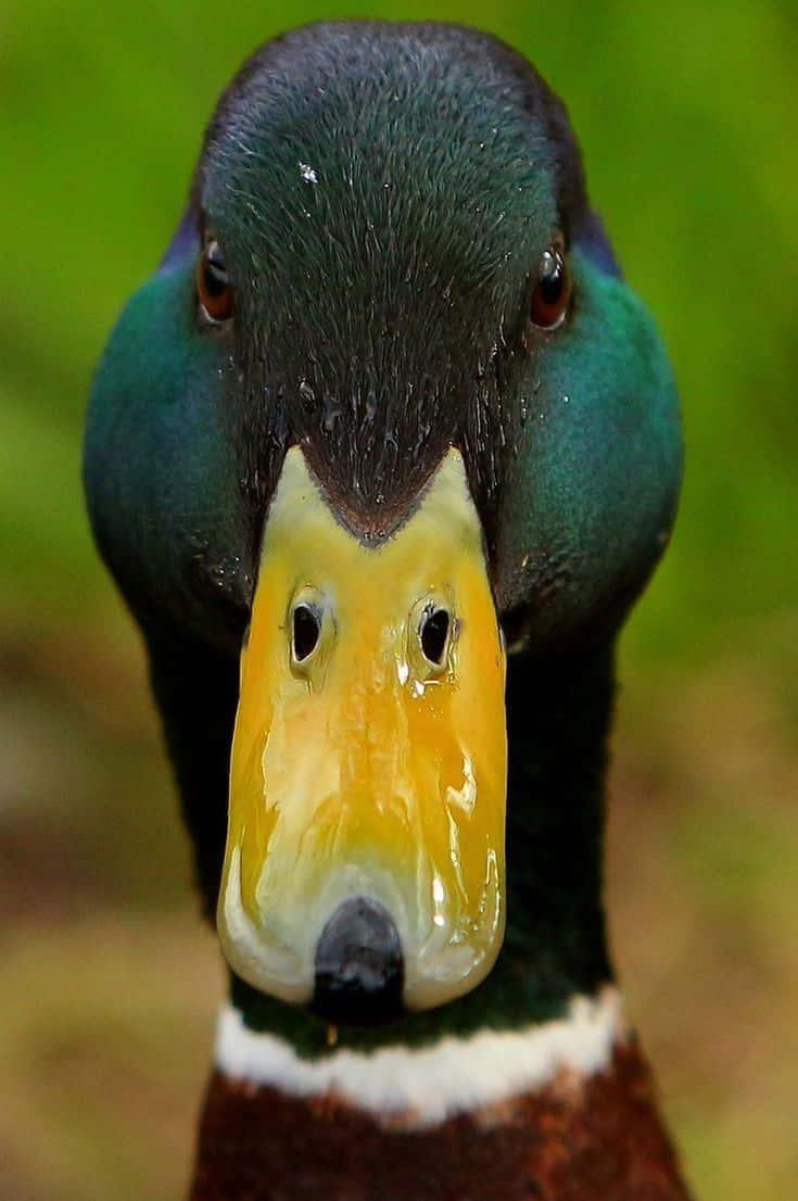 Mallard Duck 桌布 壁紙 — 雄性綠頭鴨的特寫照片，擁有虹彩綠色頭部和黃色喙，直視鏡頭。