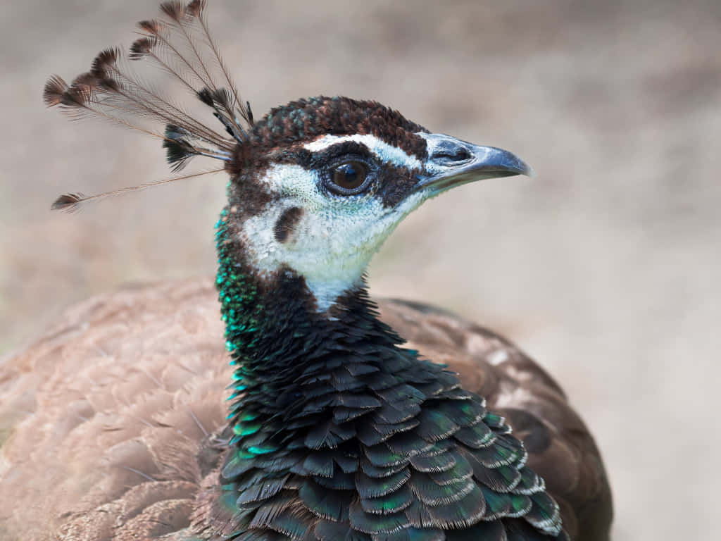 Peahen 桌布 壁紙 — 雌孔雀頭部和頸部的特寫，展現複雜的羽毛圖案和柔和的模糊背景。