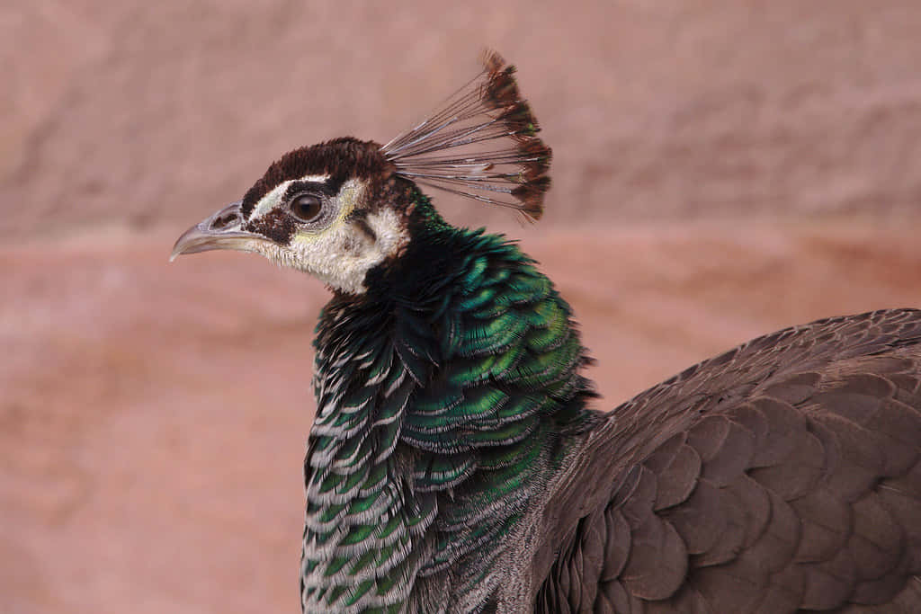 Peahen 桌布 壁紙 — 雌孔雀頭部和頸部的特寫，顯示出虹彩綠色羽毛和扇形冠，背景為模糊的紅褐色。