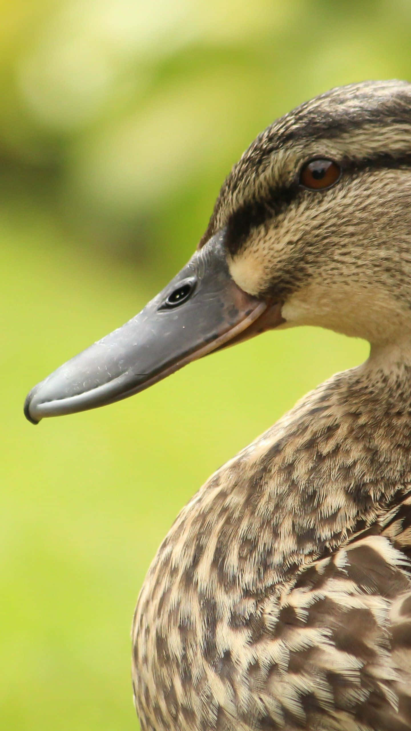 Cute Duck 桌布 壁紙 — 雌性綠頭鴨頭部和頸部的特寫，帶有詳細的羽毛圖案，背景為柔和的綠色模糊背景。