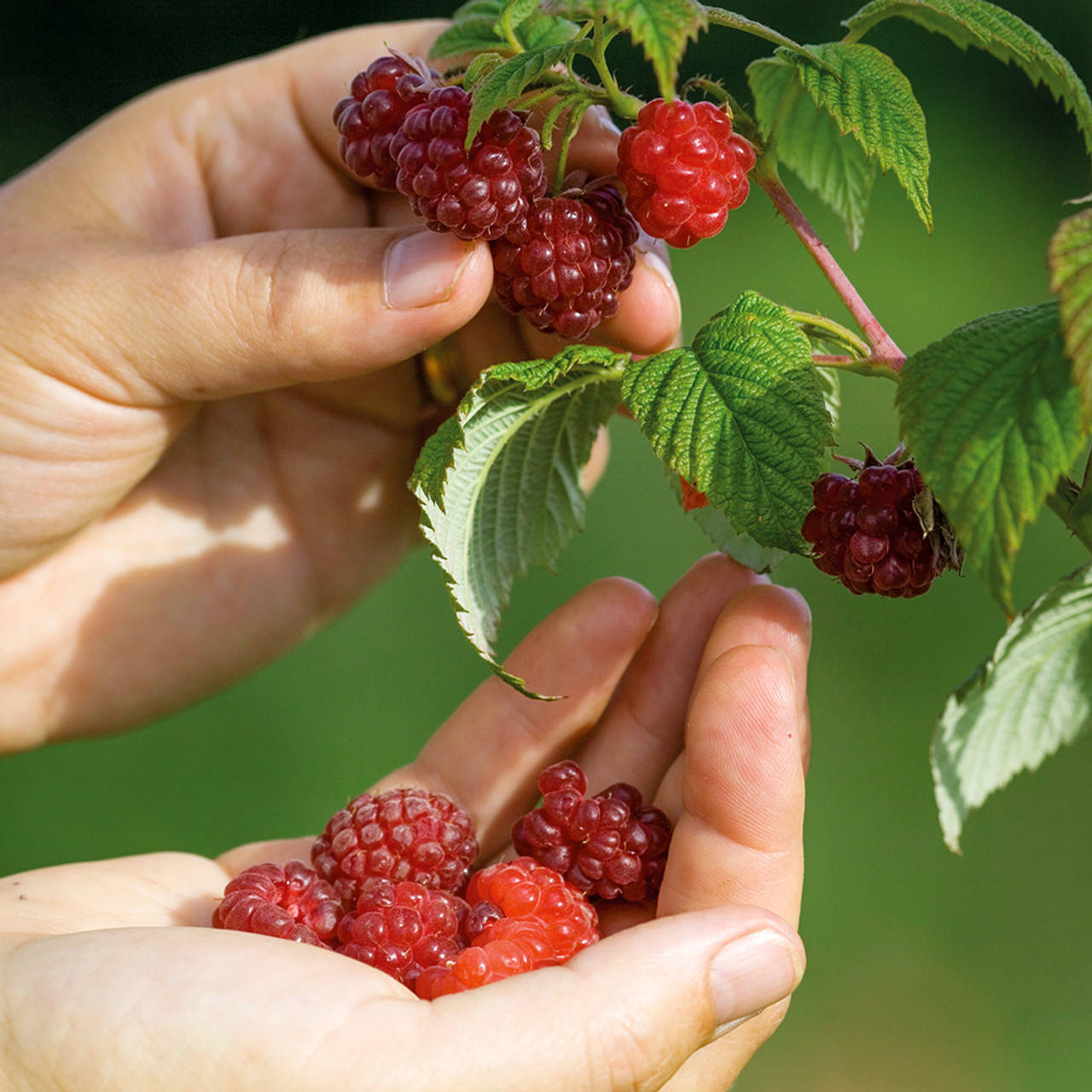 Berry 桌布 壁紙 — 雙手在明亮陽光下，從茂密綠叢中輕柔採摘並握住成熟的紅桑葚。