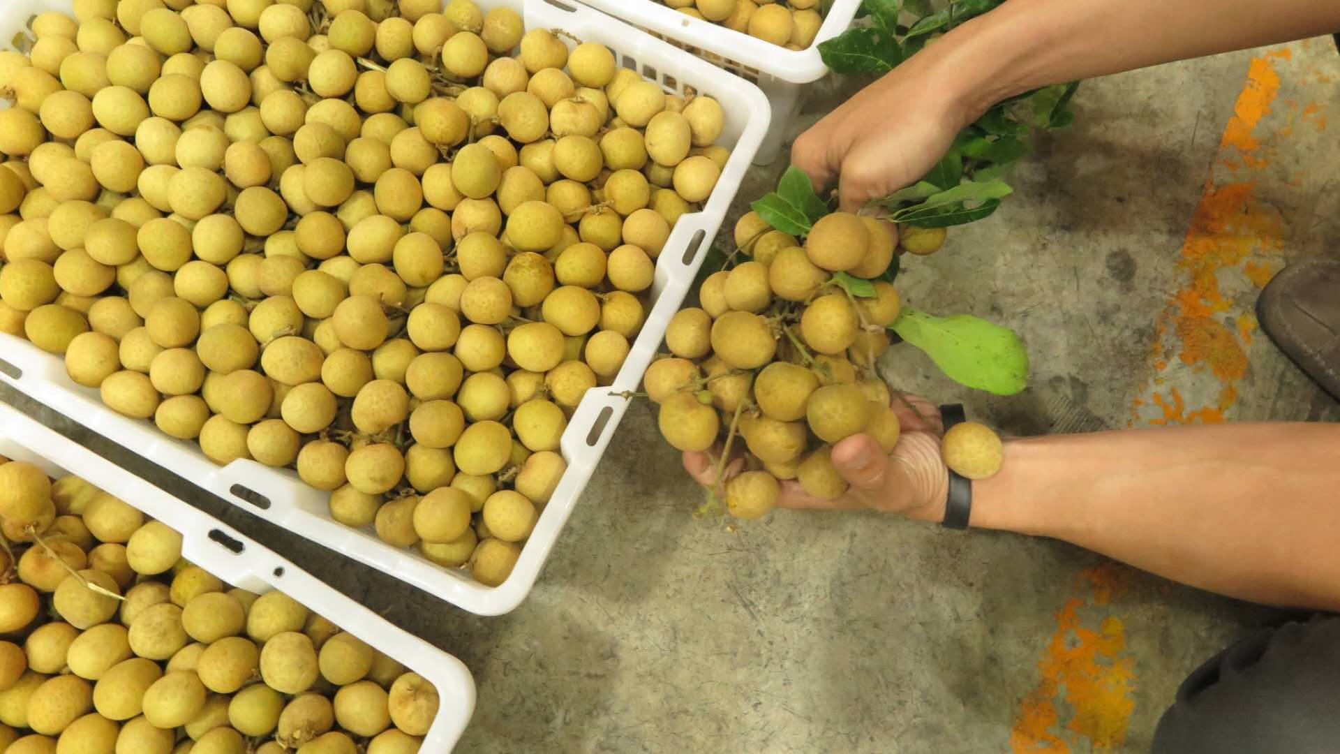 Fruits 桌布 壁紙 — 雙手在水泥地上小心地將金黃色的龍眼果實分類到白色板條箱中。