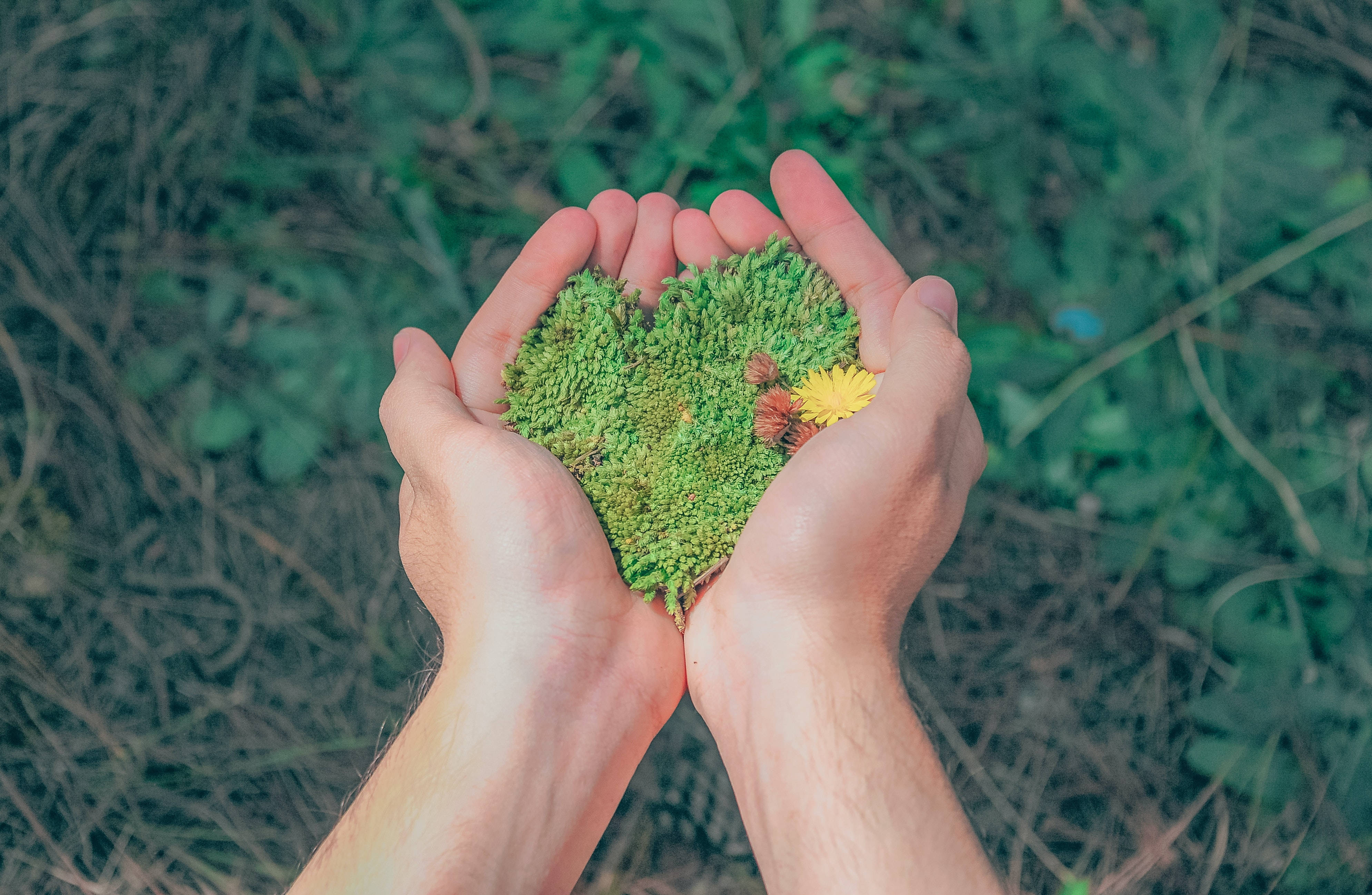 Grass 桌布 壁紙 — 雙手捧著一個充滿活力的綠色苔蘚心形，中心有一朵黃色小花。