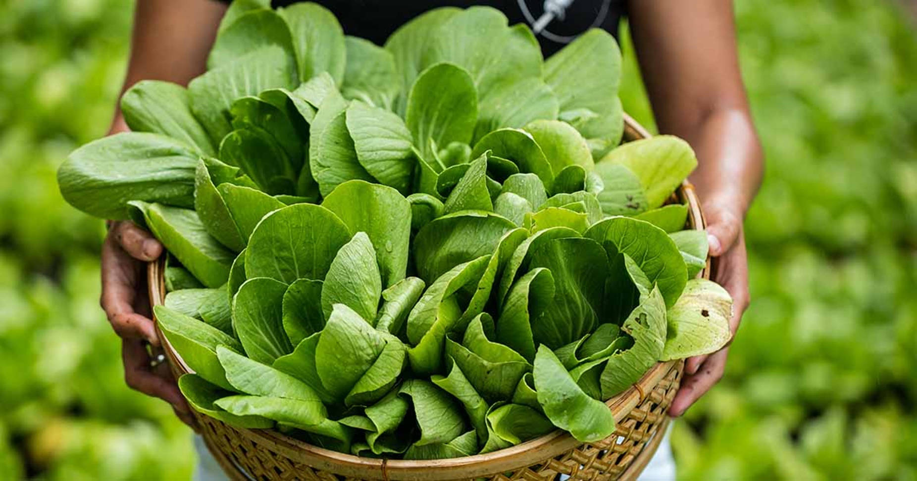 Vegetables 桌布 壁紙 — 雙手捧著一個藤籃，裡面裝滿新鮮翠綠的綠葉蔬菜，背景是模糊的花園。