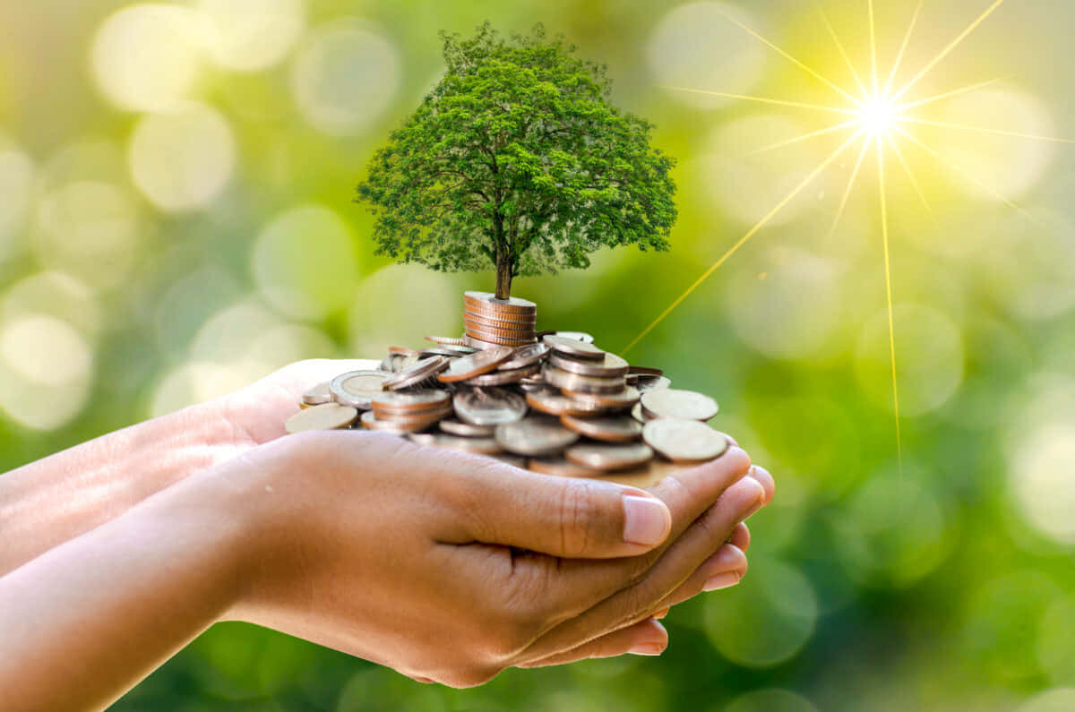 Green Finance 桌布 壁紙 — 雙手捧著一棵從堆疊硬幣中長出的樹，背景是明亮的陽光和綠色散景。