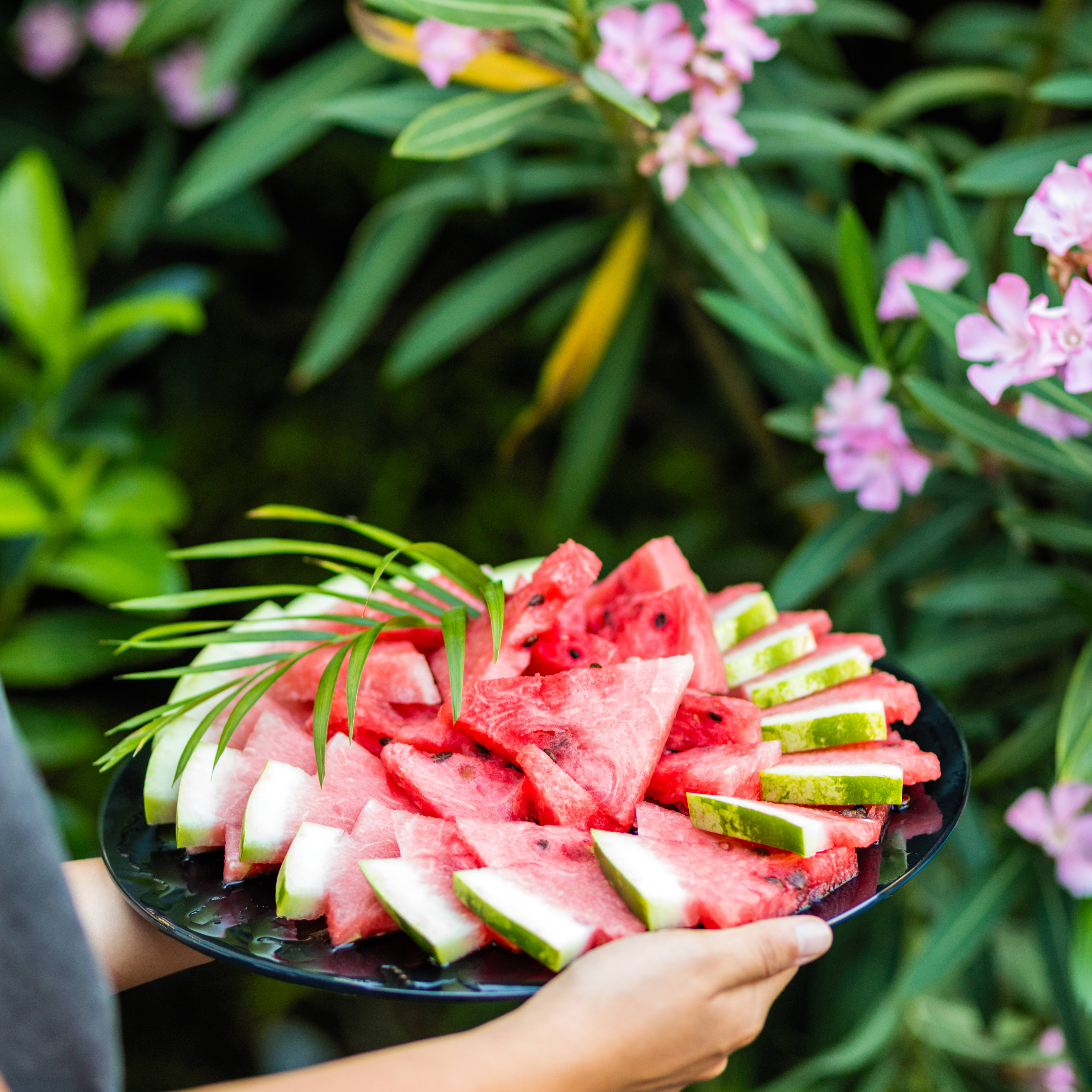 Watermelon 桌布 壁紙 — 雙手捧著一盤多汁的西瓜片，飾以棕櫚葉，背景是綠色樹葉和粉紅色花朵。