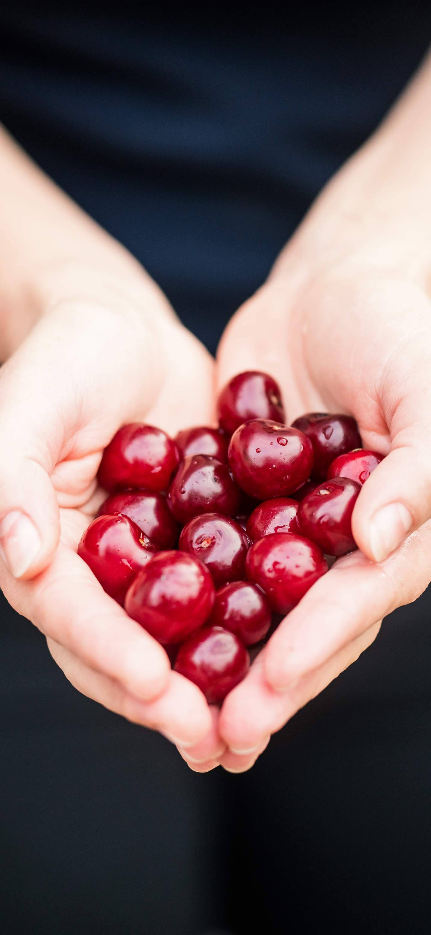 Cherry 桌布 壁紙 — 雙手捧著排列成心形的閃亮紅櫻桃，背景為深色。