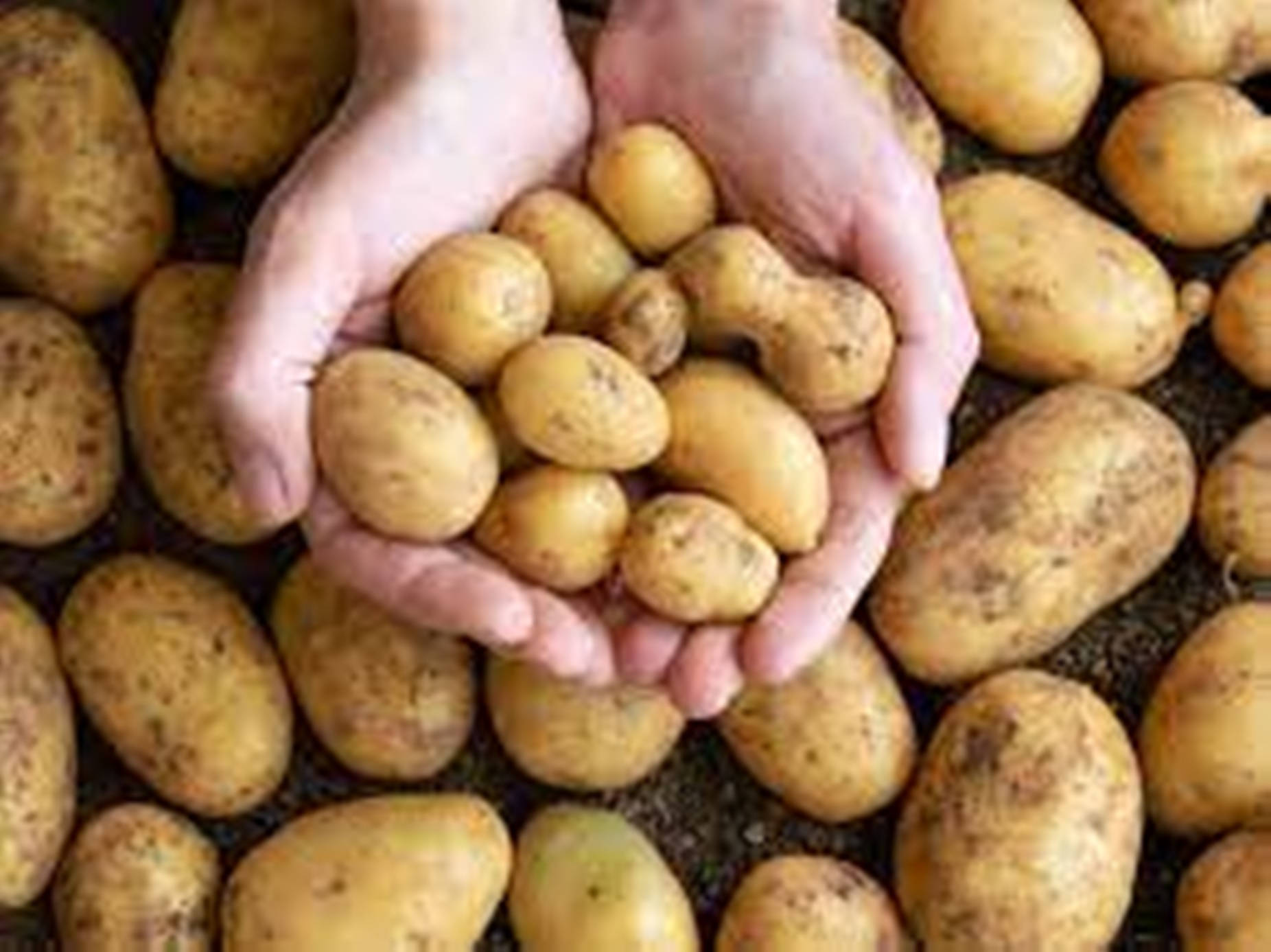 Potato 桌布 壁紙 — 雙手捧著新鮮的金色馬鈴薯，下方是一堆帶泥土的塊莖。