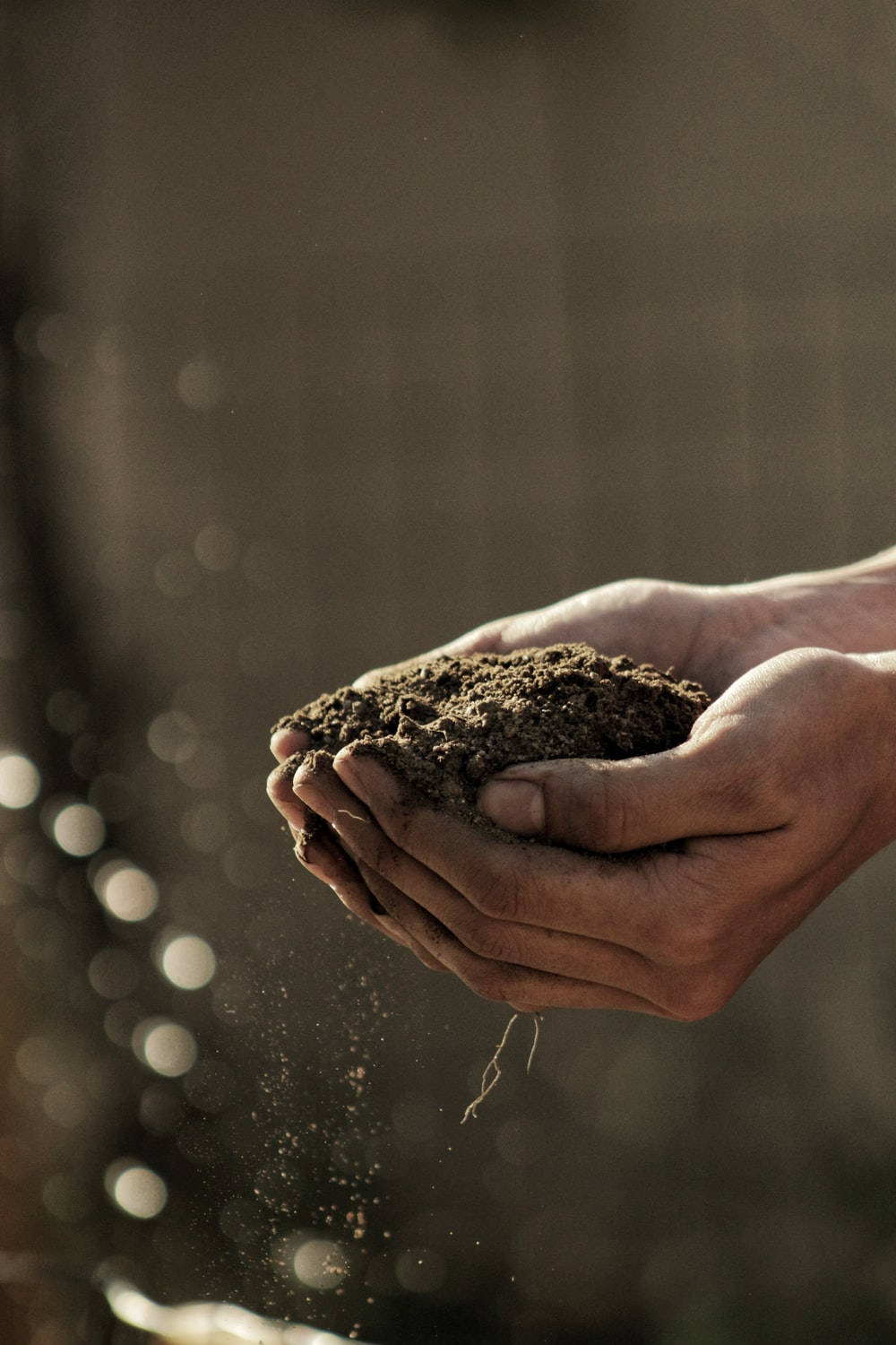 Agriculture 桌布 壁紙 — 雙手捧著肥沃的深色土壤，細小顆粒在溫暖的金色光線中飄浮，背景模糊。