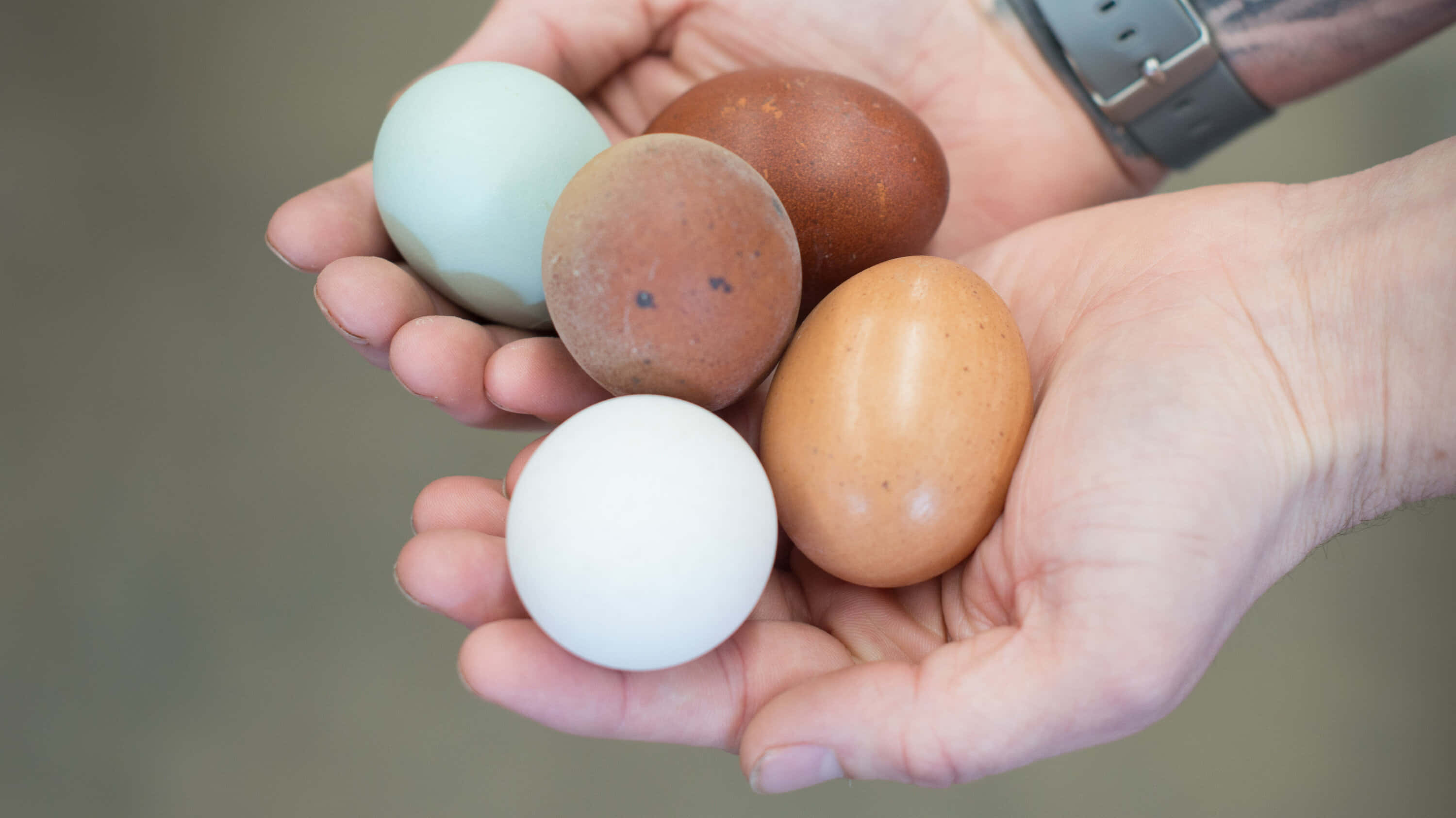 Eggs 桌布 壁紙 — 雙手捧著色彩繽紛的雞蛋，包括白色、棕色、斑點和淡藍色，光線柔和自然。
