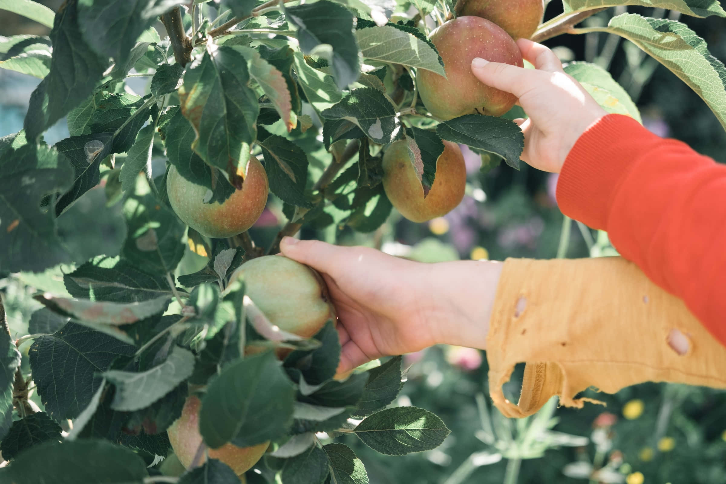 Apple Picking 桌布 壁紙 — 雙手輕輕從陽光普照、綠葉茂盛的樹上摘下成熟的蘋果。