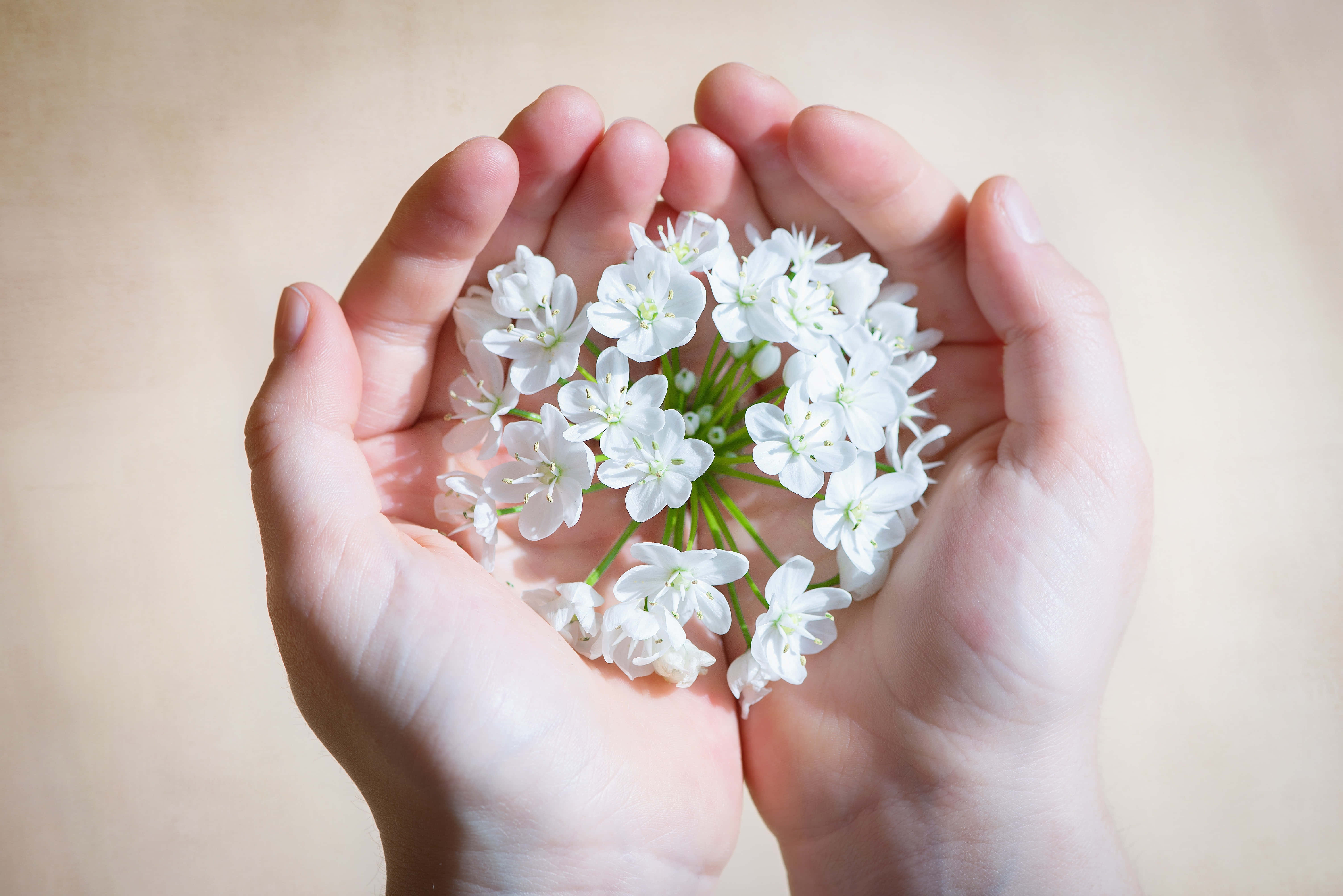 hands 桌布 壁紙 — 雙手輕輕捧著一束精緻的小白花，背景是柔和的米色。